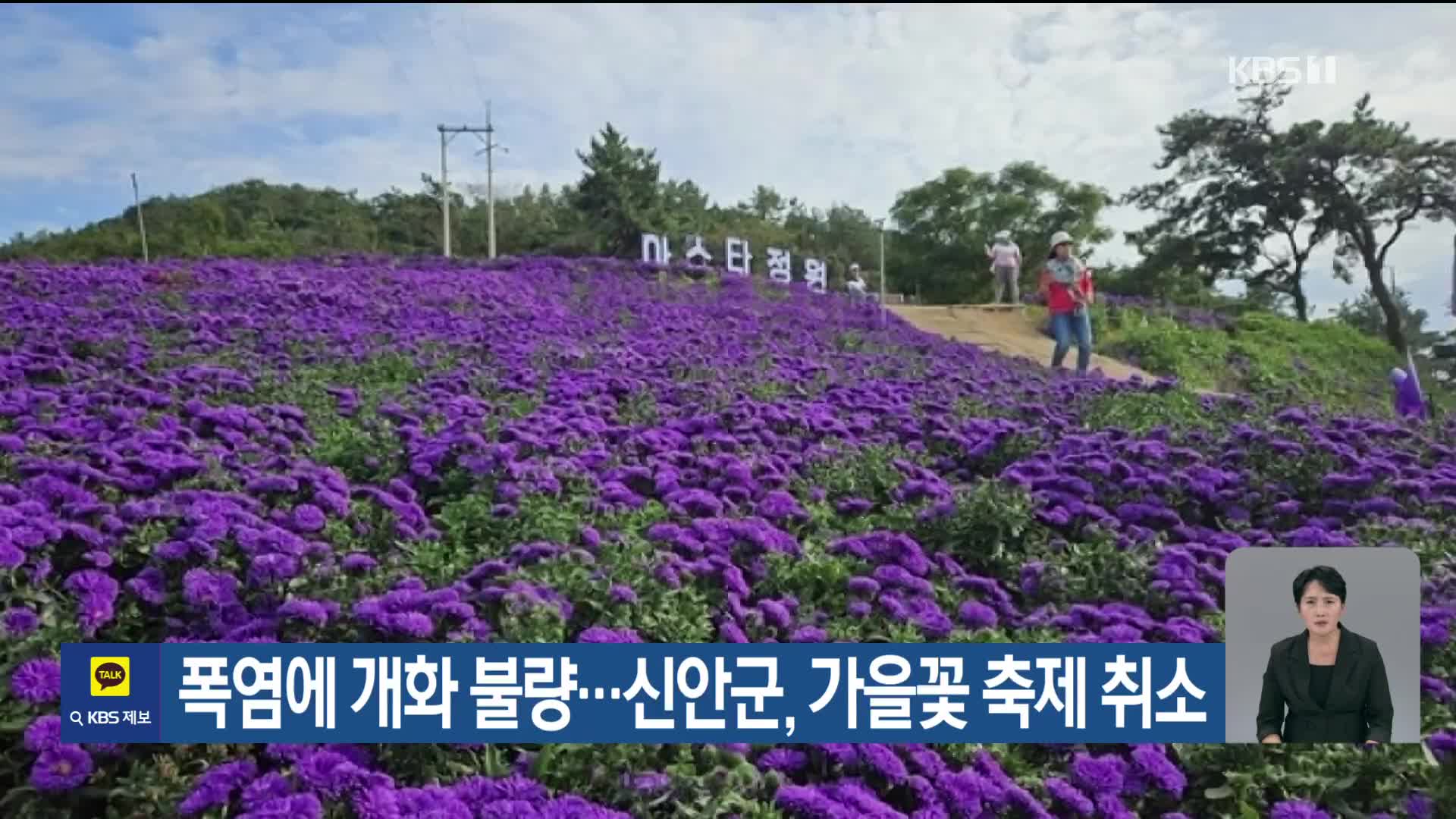 [기후는 말한다] 폭염에 개화 불량…신안군, 가을꽃 축제 취소