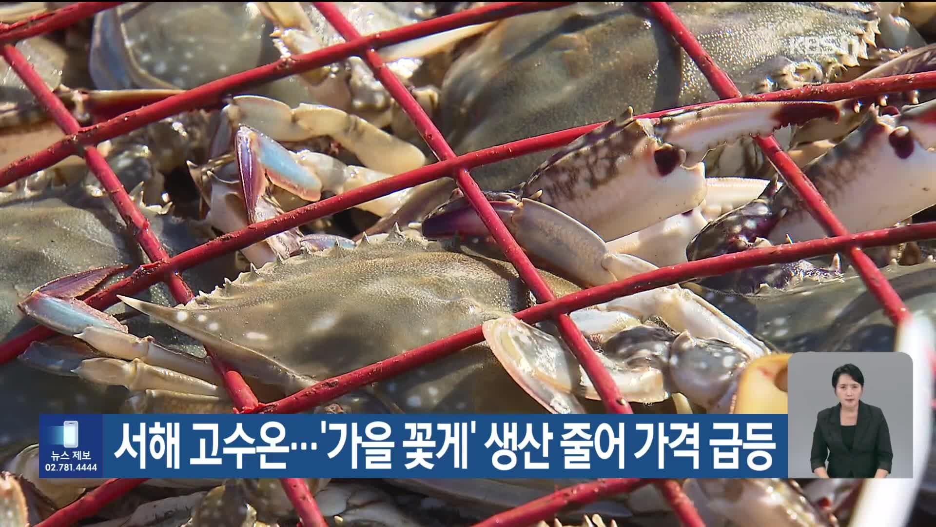 [기후는 말한다] 서해 고수온…‘가을 꽃게’ 생산 줄어 가격 급등