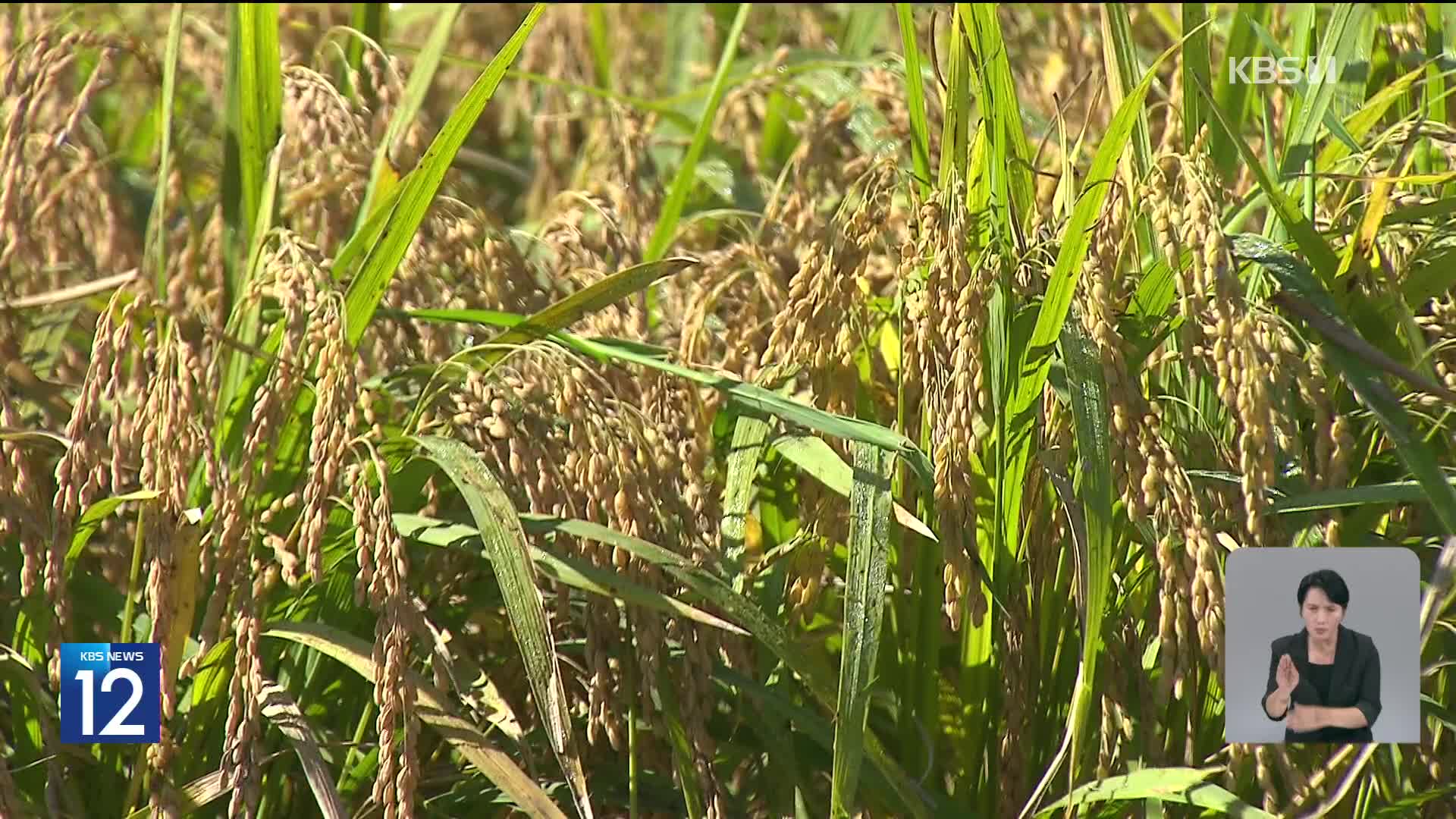 가을걷이 본격 시작…쌀값 하락에 ‘애타는 농심’