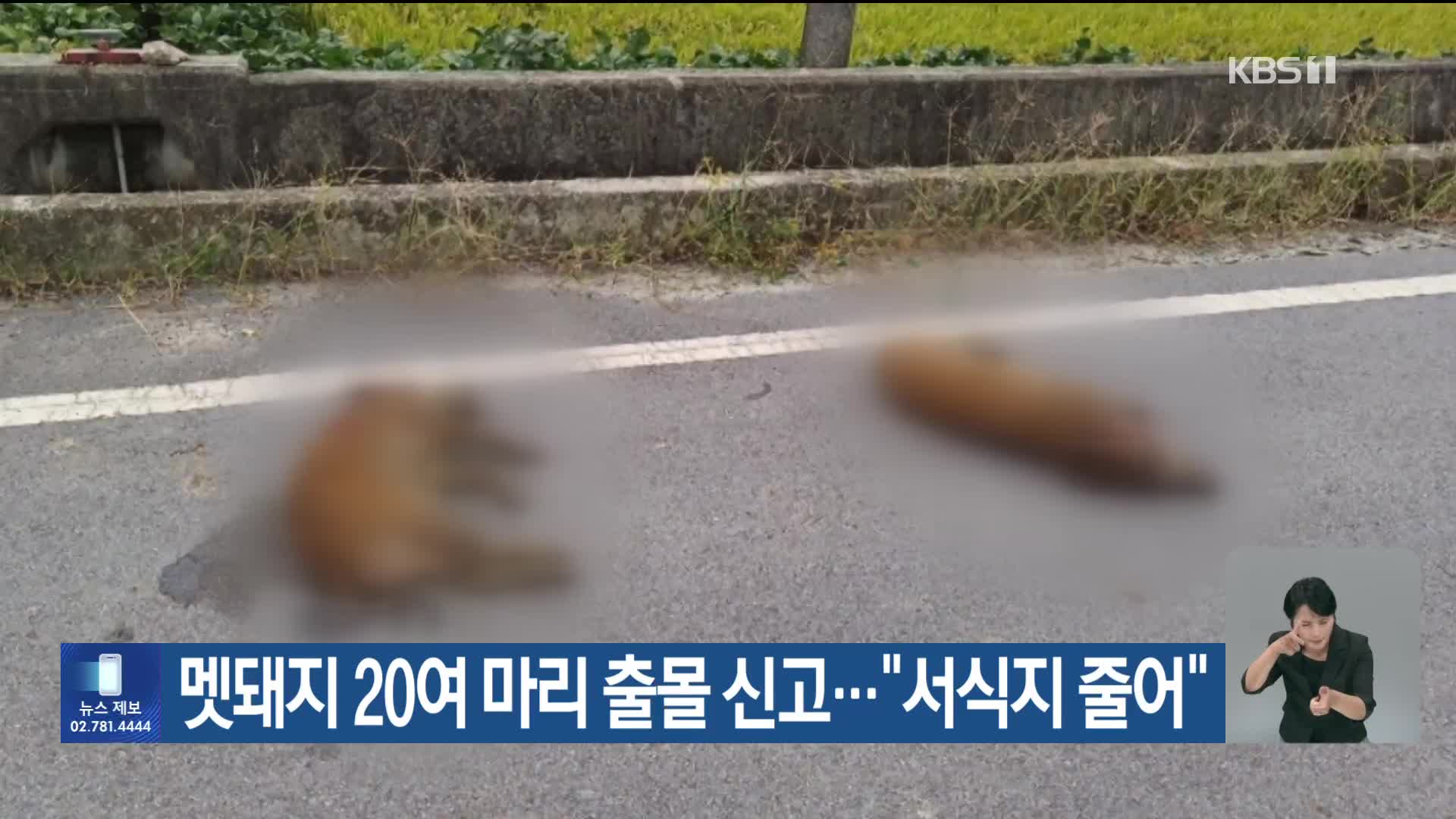 [기후는 말한다] 멧돼지 20여 마리 출몰 신고…“서식지 줄어”