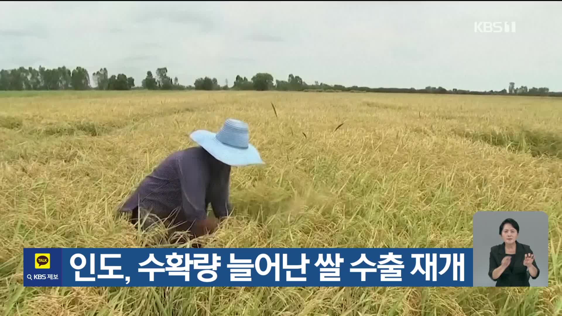 [기후는 말한다] 인도, 수확량 늘어난 쌀 수출 재개