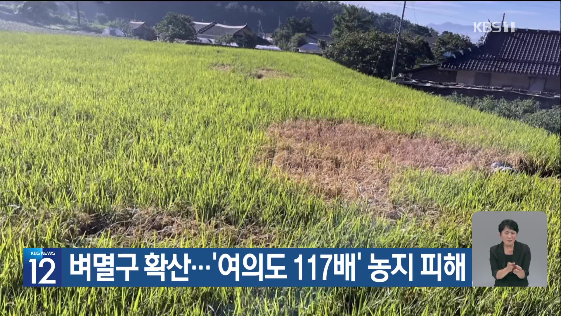 [기후는 말한다] 벼멸구 확산…‘여의도 117배’ 농지 피해