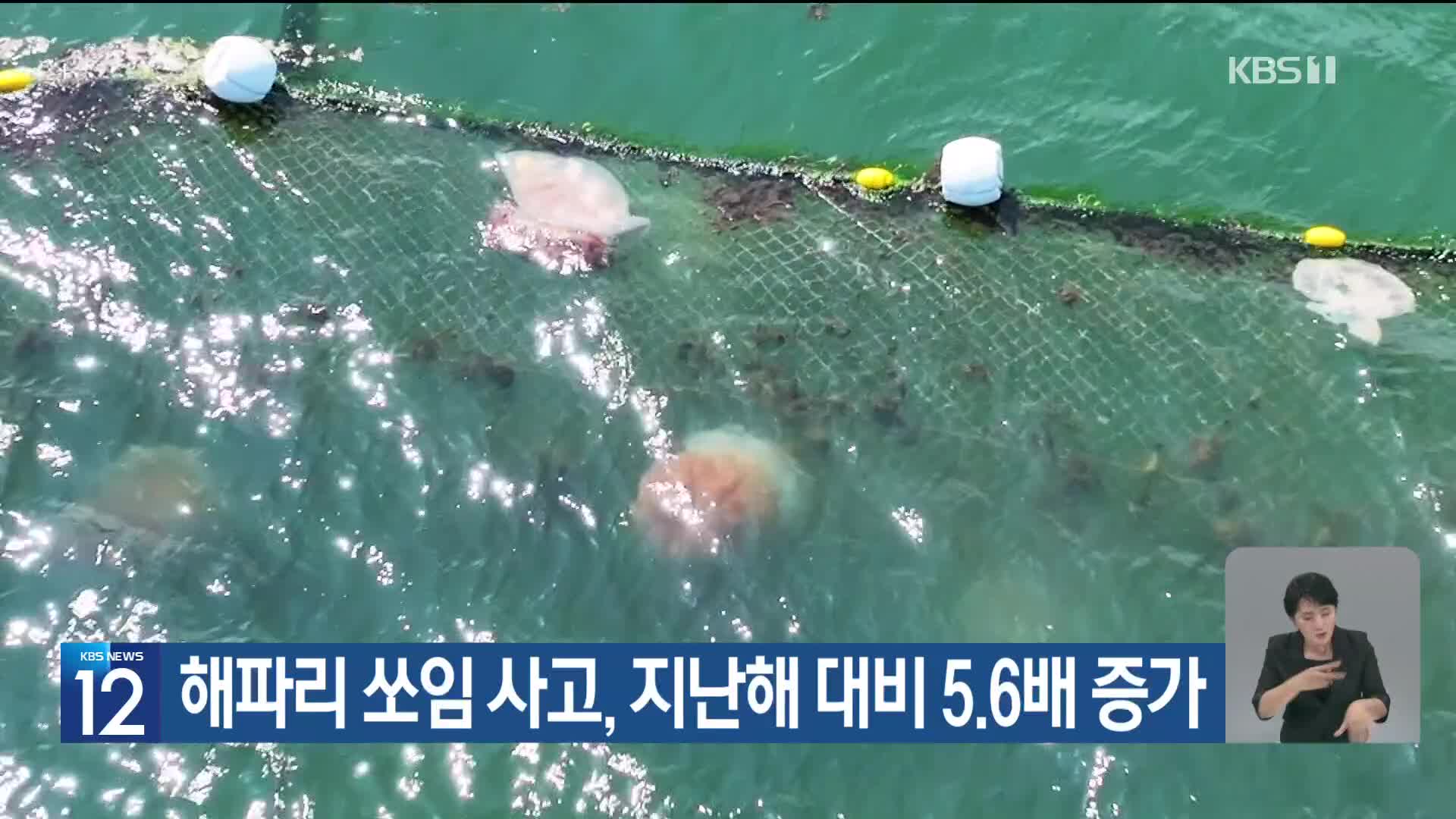 [기후는 말한다] 해파리 쏘임 사고, 지난해 대비 5.6배 증가