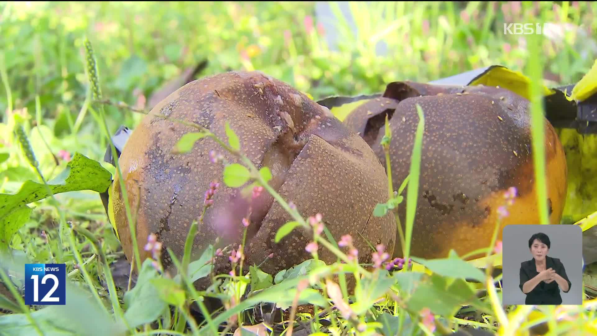 [기후는 말한다] 태풍도 없었는데…뚝뚝 떨어진 배, 왜?