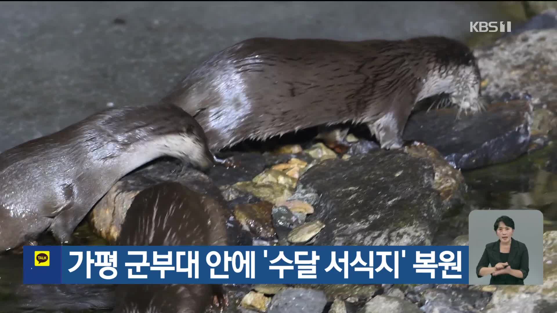 [기후는 말한다] 가평 군부대 안에 ‘수달 서식지’ 복원