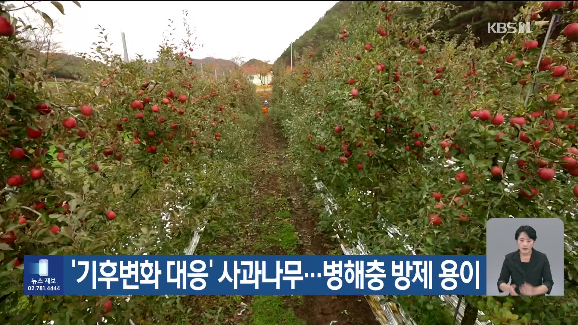 [기후는 말한다] ‘기후변화 대응’ 사과나무…병해충 방제 용이