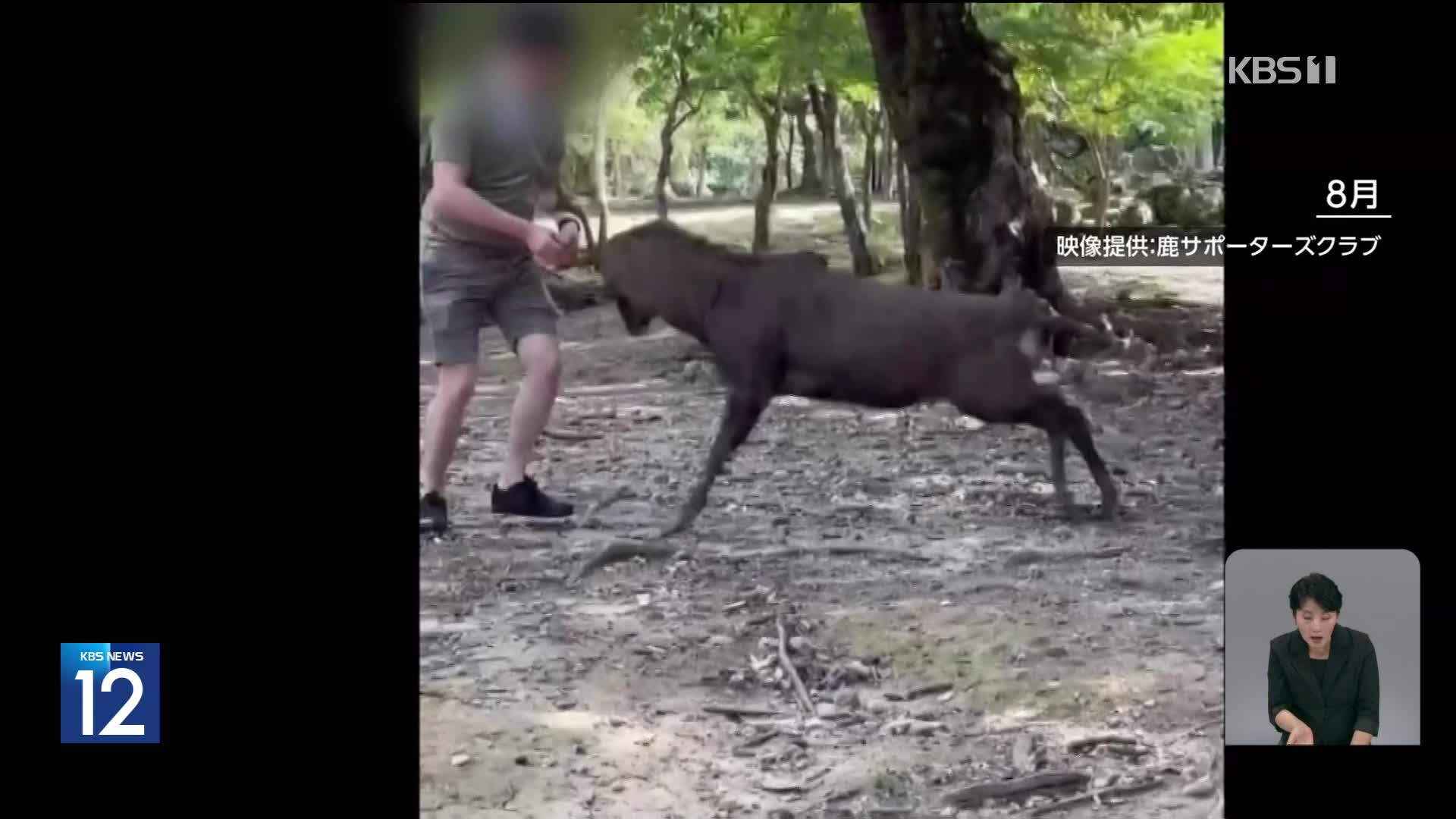 일본, 주택가 사슴 출몰…뿔 찔려 사망도