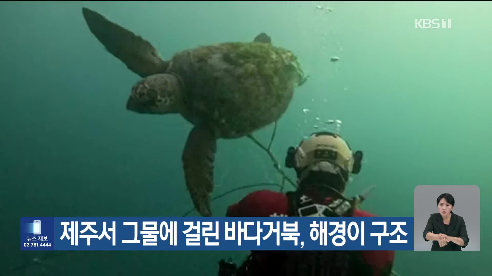 [기후는 말한다] 제주서 그물에 걸린 바다거북, 해경이 구조