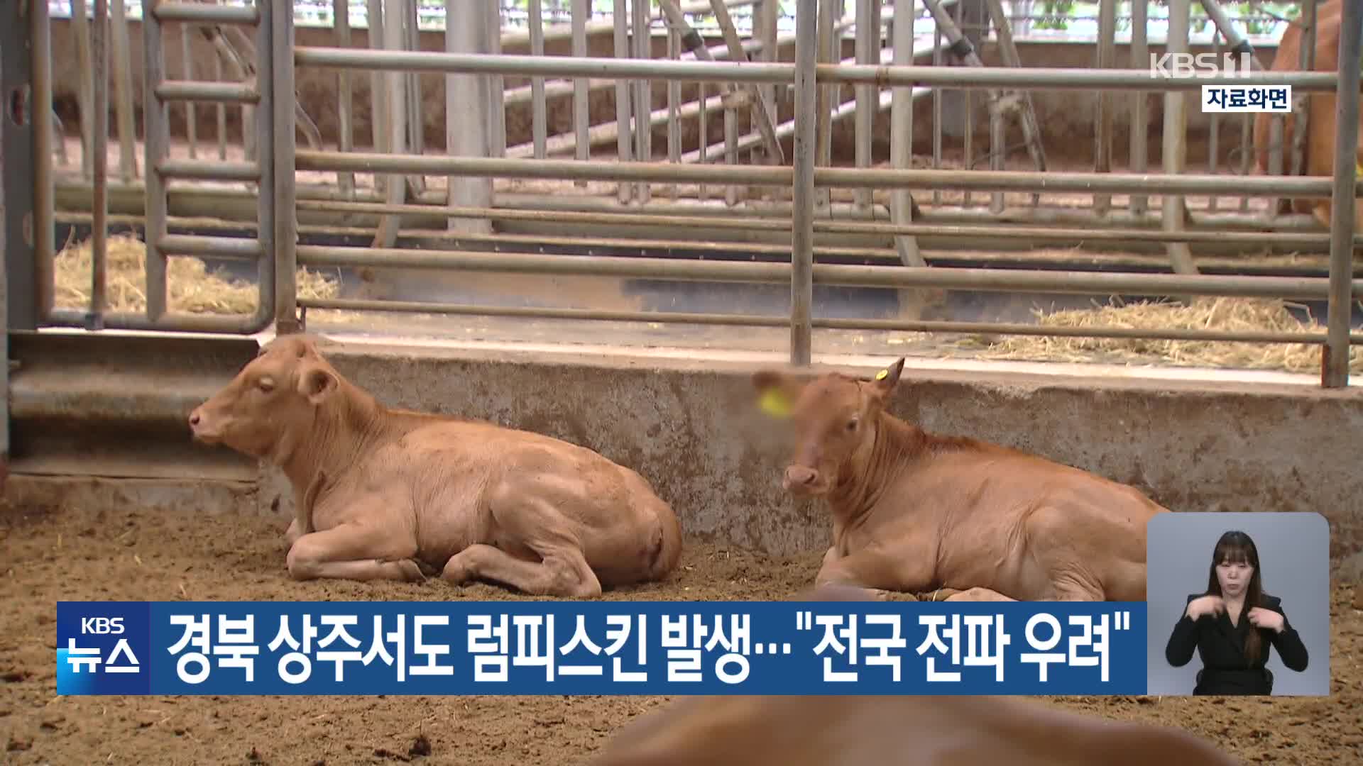 경북 상주서도 럼피스킨 발생…“전국 전파 우려”