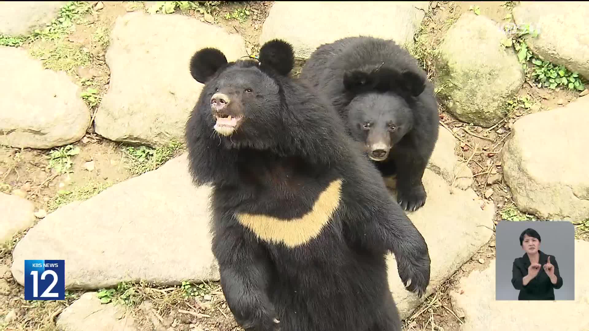 [기후는 말한다] 지리산 반달가슴곰 복원 20년…개체수 15배 증가