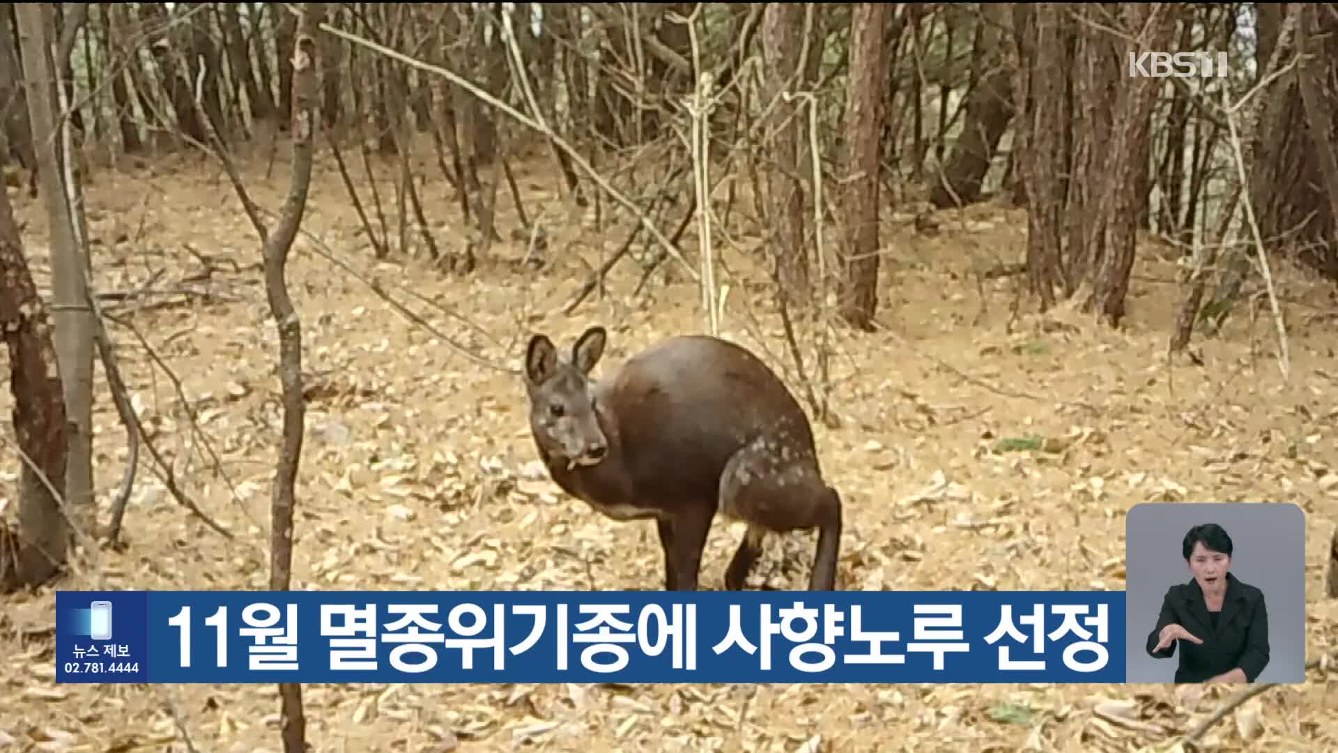 [기후는 말한다] 11월 멸종위기종에 사향노루 선정