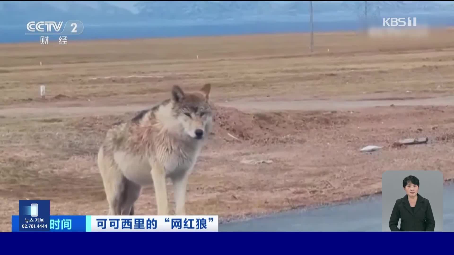 중국, 너도나도 먹이 줘…커커시리 배불뚝이 야생 늑대