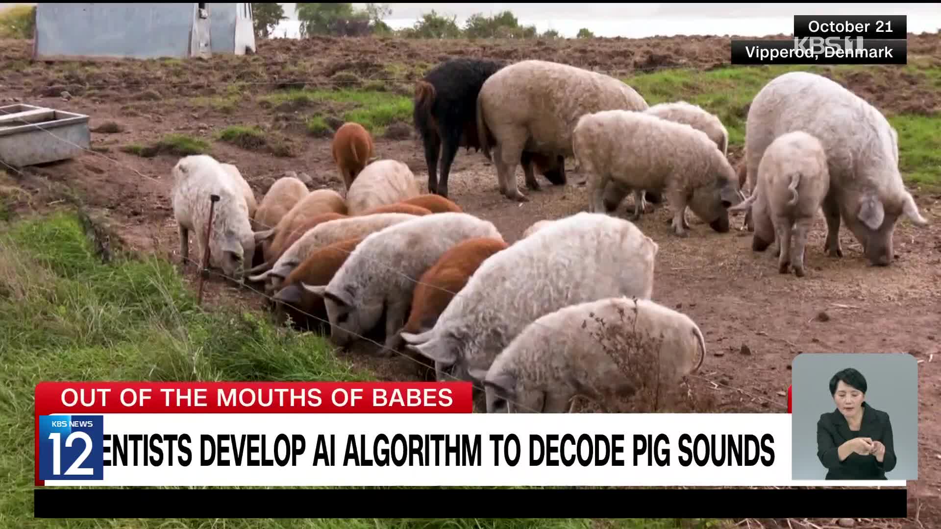 돼지 울음소리 해석하는 AI 알고리즘