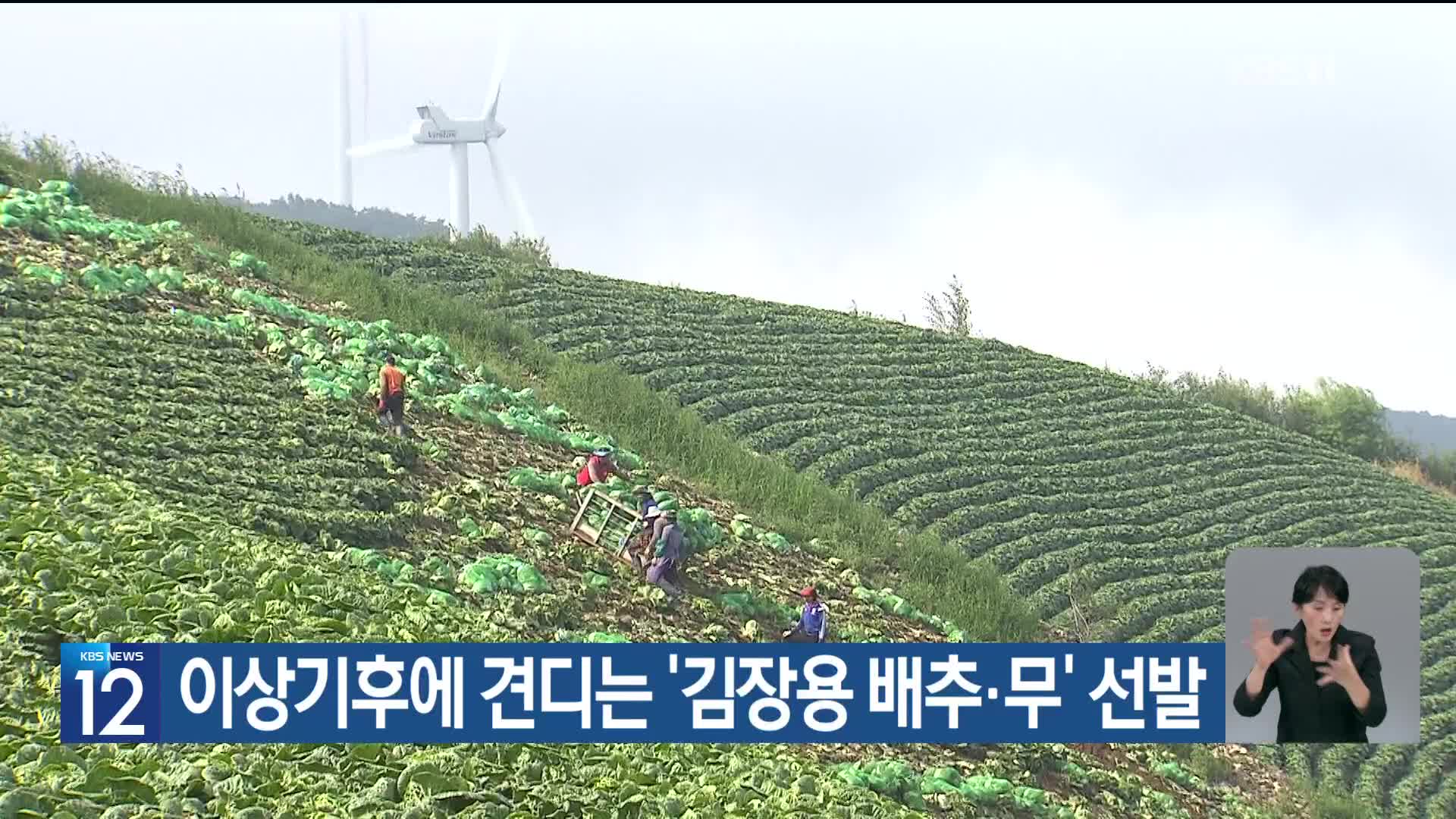 [기후는 말한다] 이상기후에 견디는 ‘김장용 배추·무’ 선발