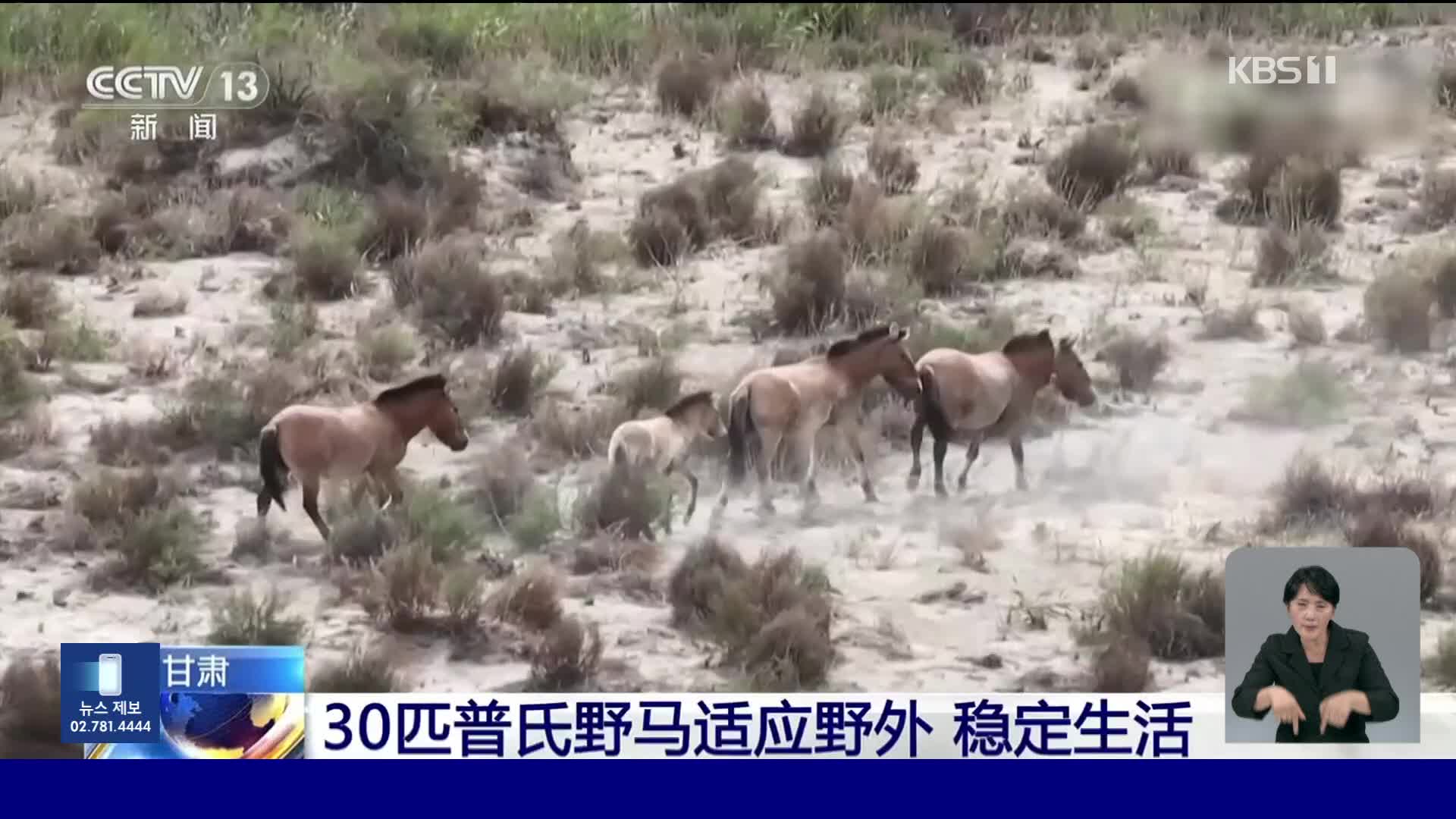 중국, ‘유일한 야생마’ 보호에 전력