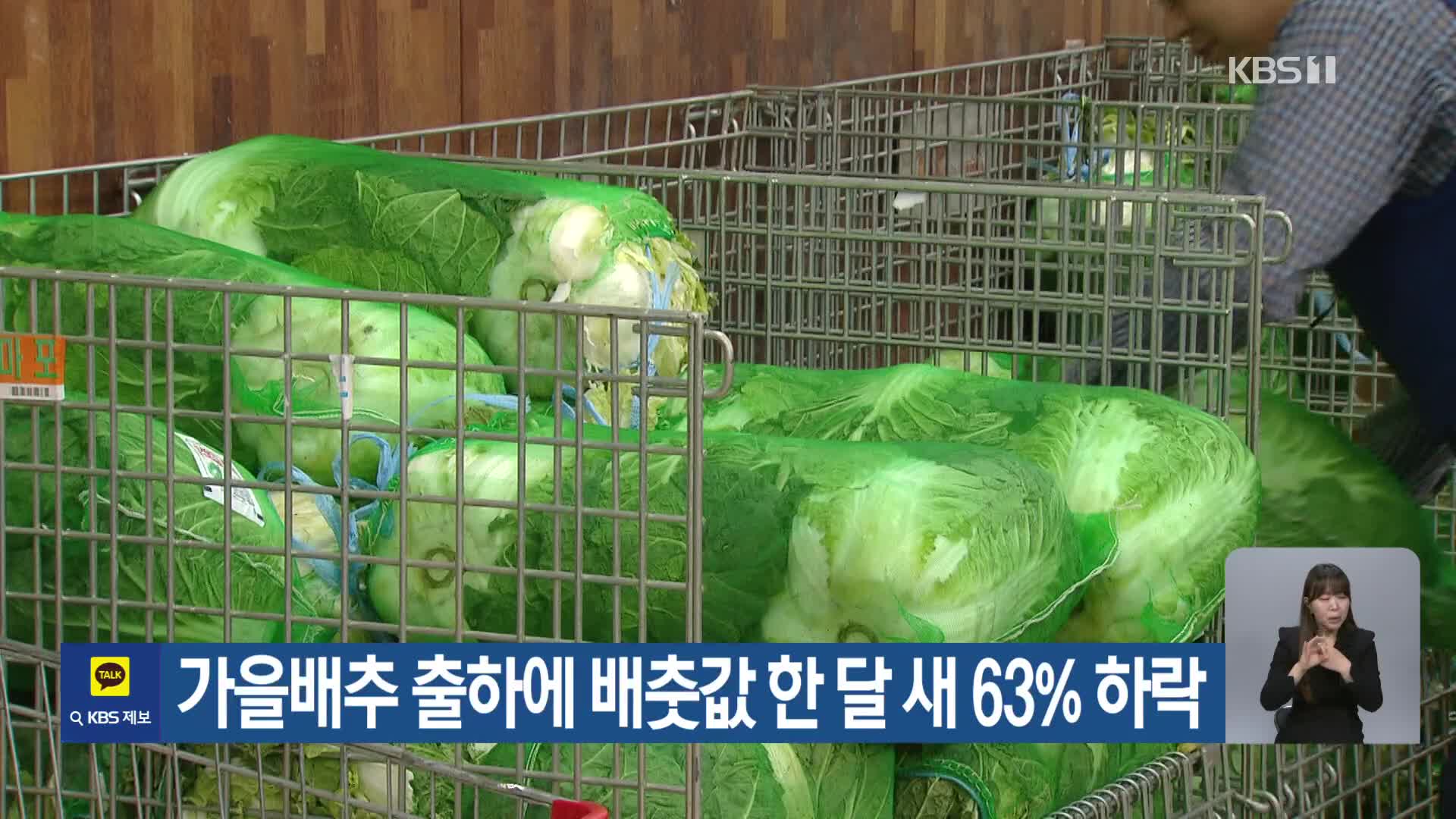 가을배추 출하에 배춧값 한 달 새 63% 하락