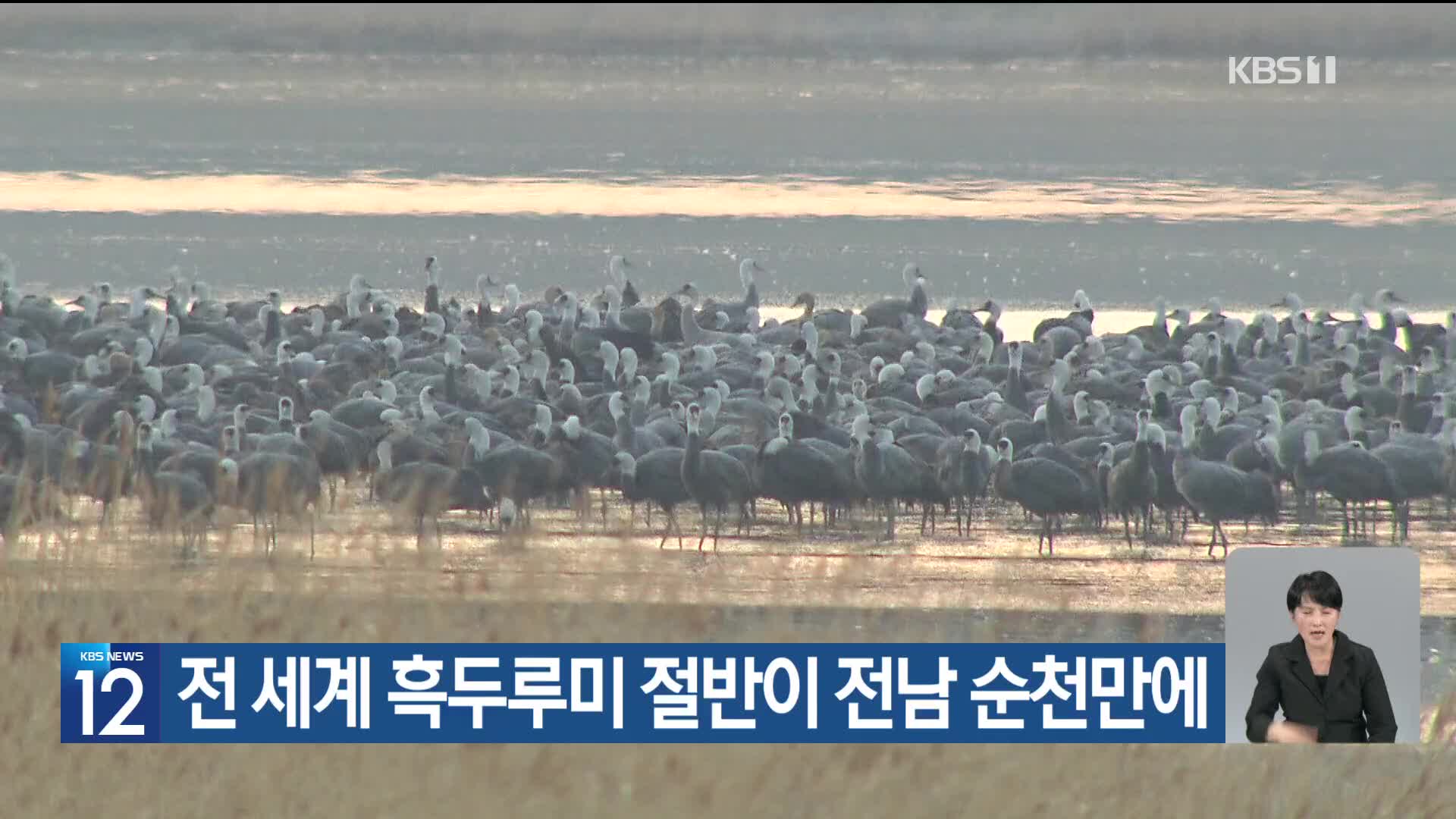 [기후는 말한다] 전 세계 흑두루미 절반이 전남 순천만에