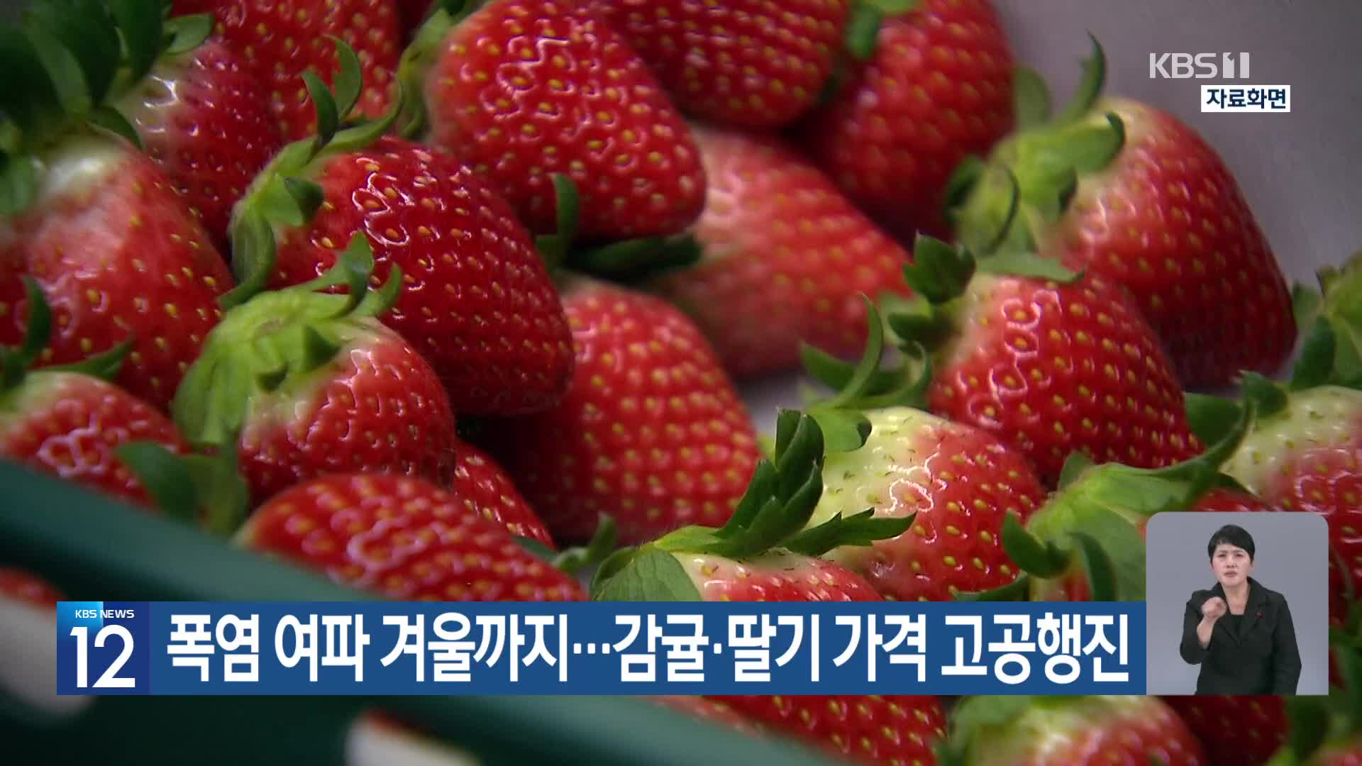 [기후는 말한다] 폭염 여파 겨울까지…감귤·딸기 가격 고공행진