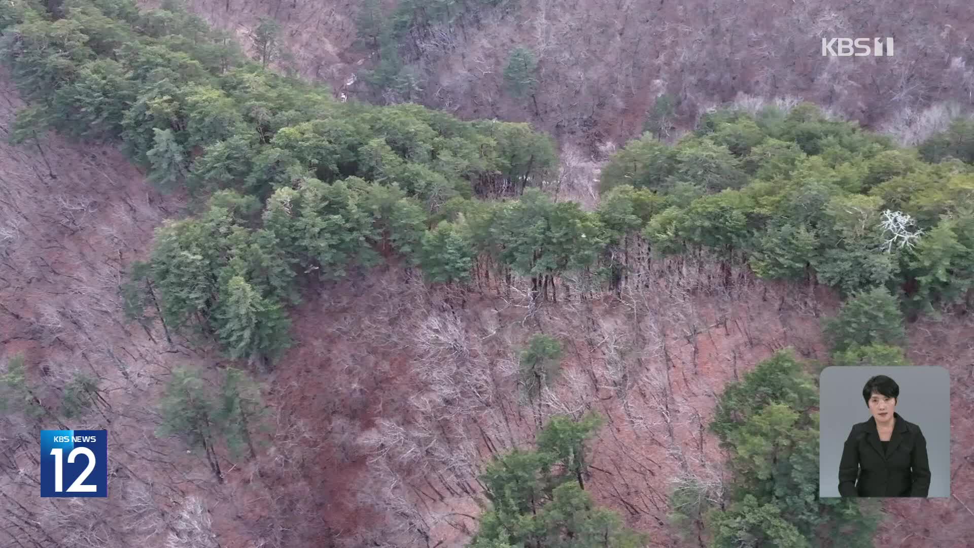 [기후는 말한다] 최대 금강송 군락, 기후변화에 고사 위기