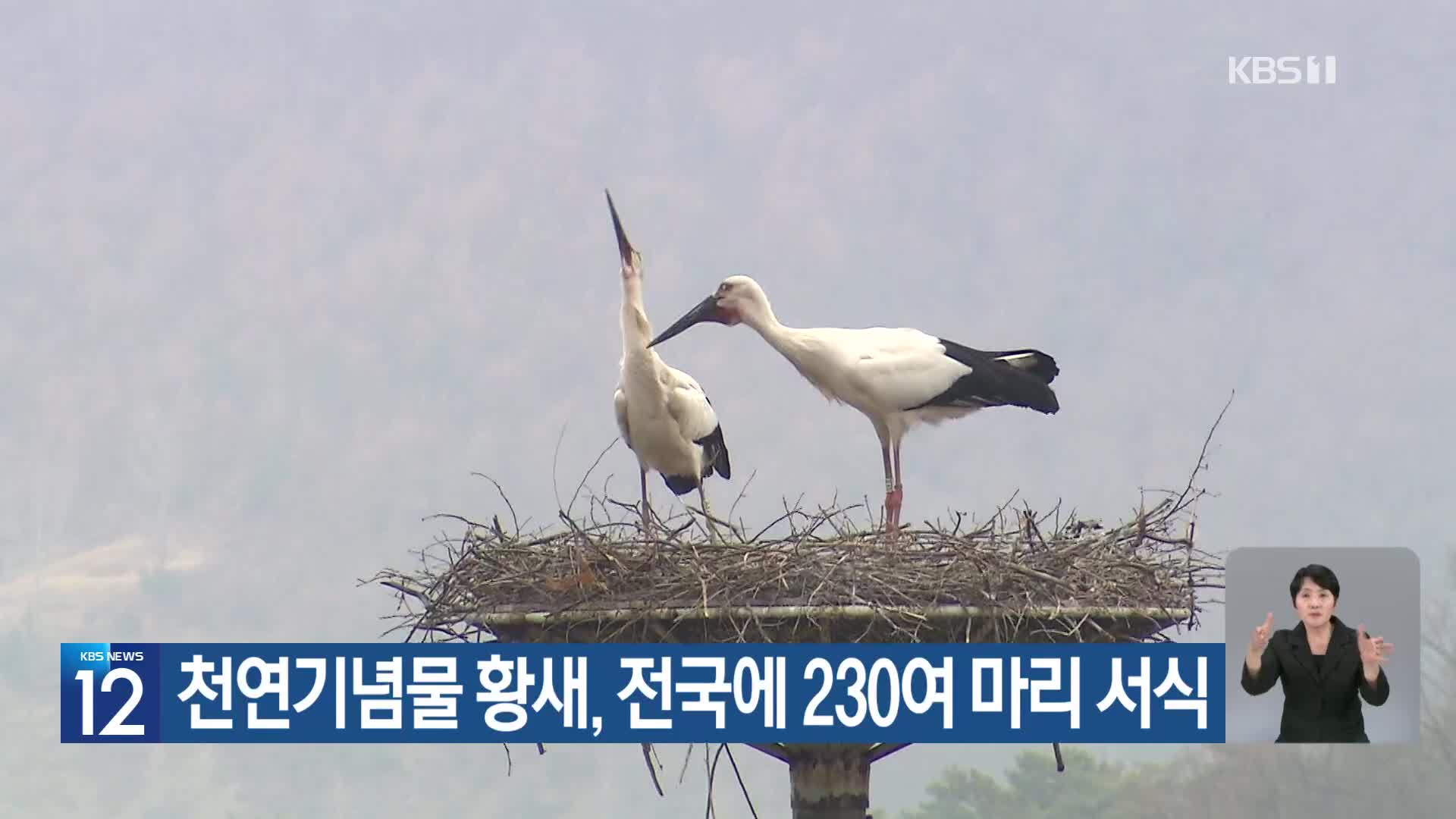 [기후는 말한다] 천연기념물 황새, 전국에 230여 마리 서식