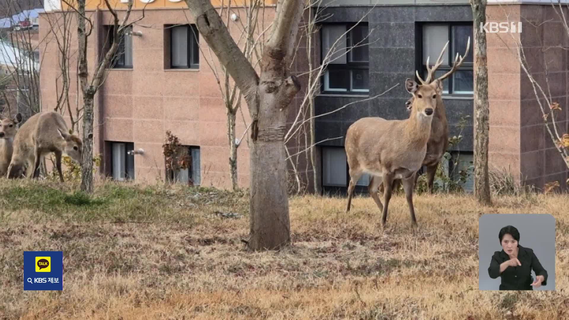 [기후는 말한다] 길 가다 사슴 만나면? 순천 도심서 잇따라 출몰 ‘고심’