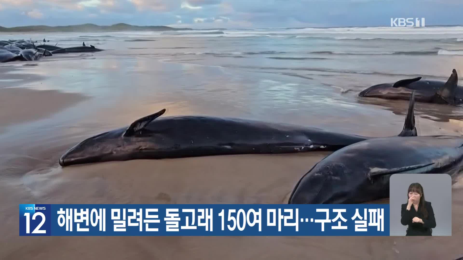 [기후는 말한다] 해변에 밀려든 돌고래 150여 마리…구조 실패