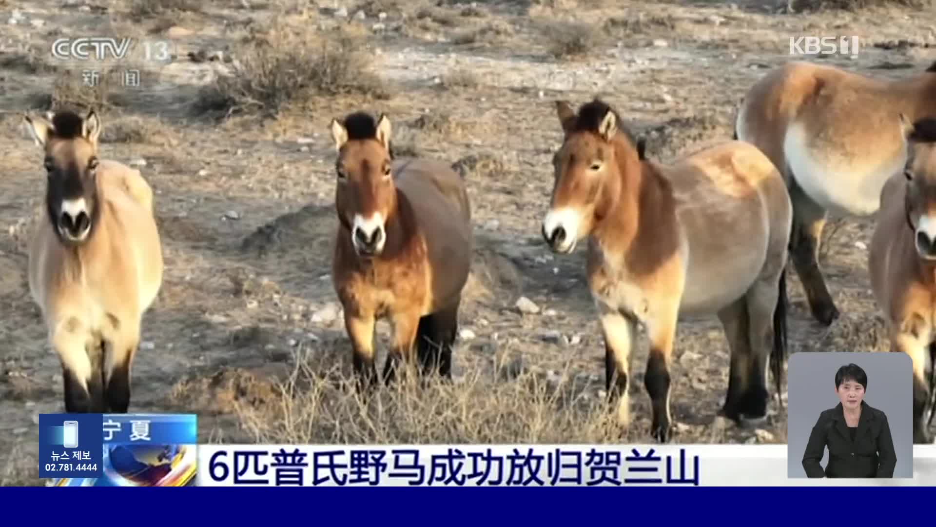 중국, 지구상 유일한 야생마 ‘프르제발스키’ 야생 방사