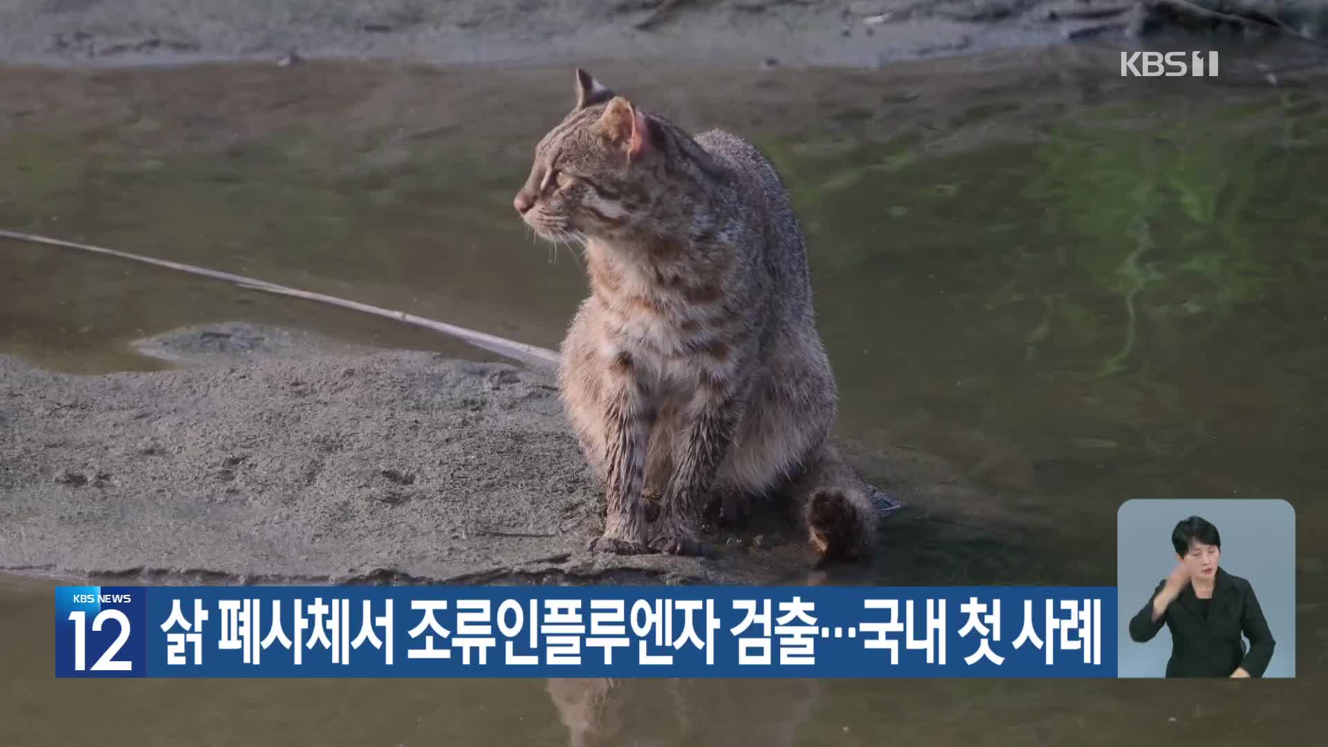 [기후는 말한다] 삵 폐사체서 조류인플루엔자 검출…국내 첫 사례