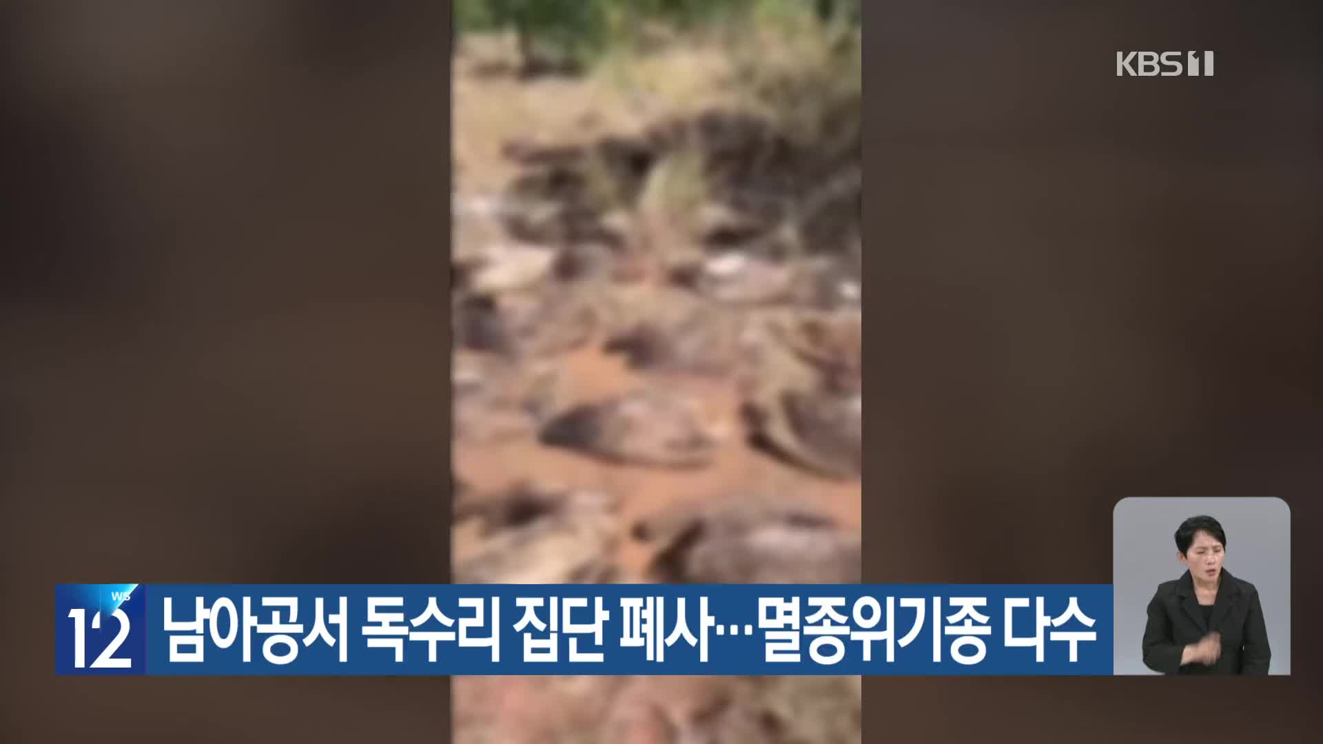 [기후는 말한다] 남아공서 독수리 집단 폐사…멸종위기종 다수