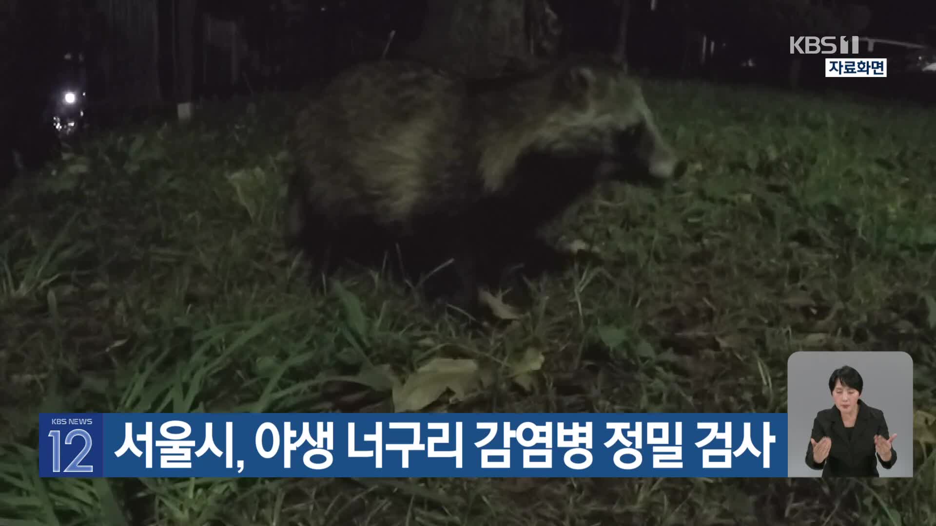 [기후는 말한다] 서울시, 야생 너구리 감염병 정밀 검사