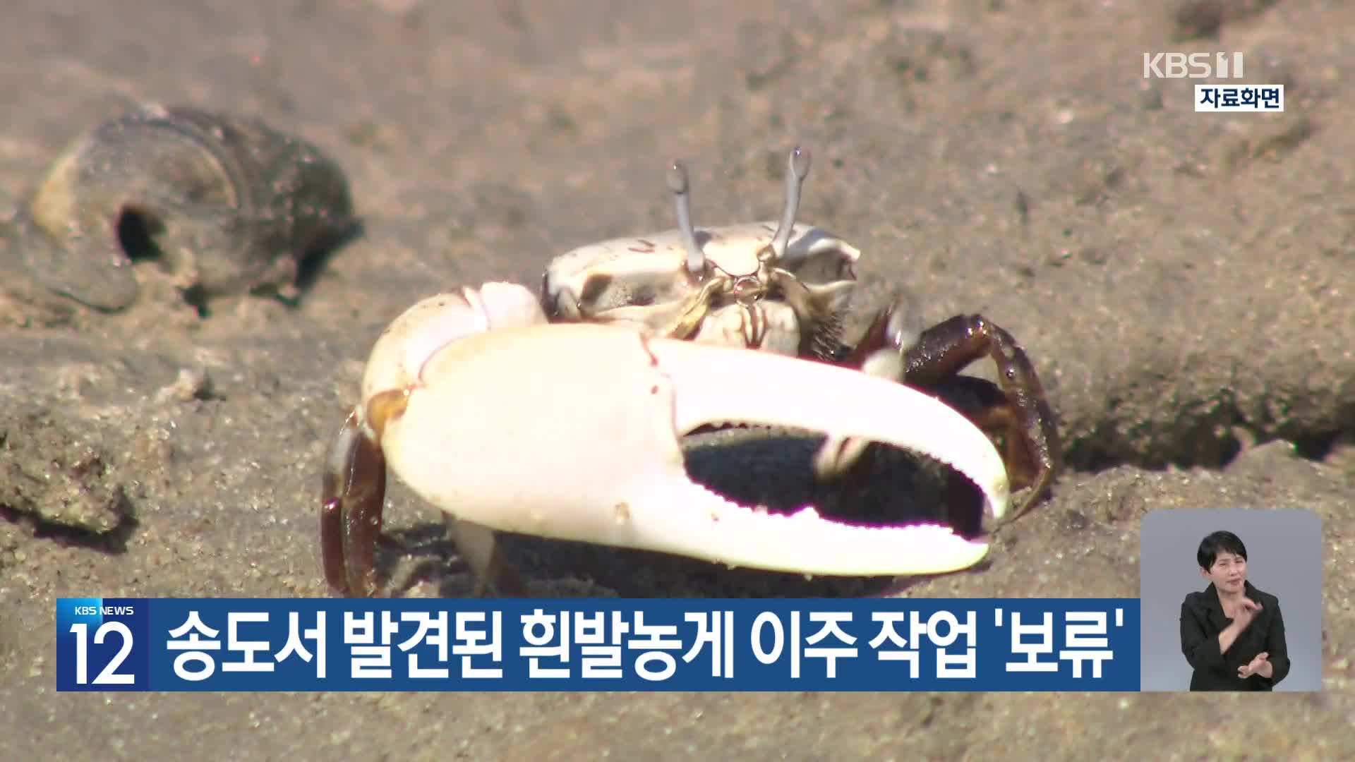 [기후는 말한다] 송도서 발견된 흰발농게 이주 작업 ‘보류’