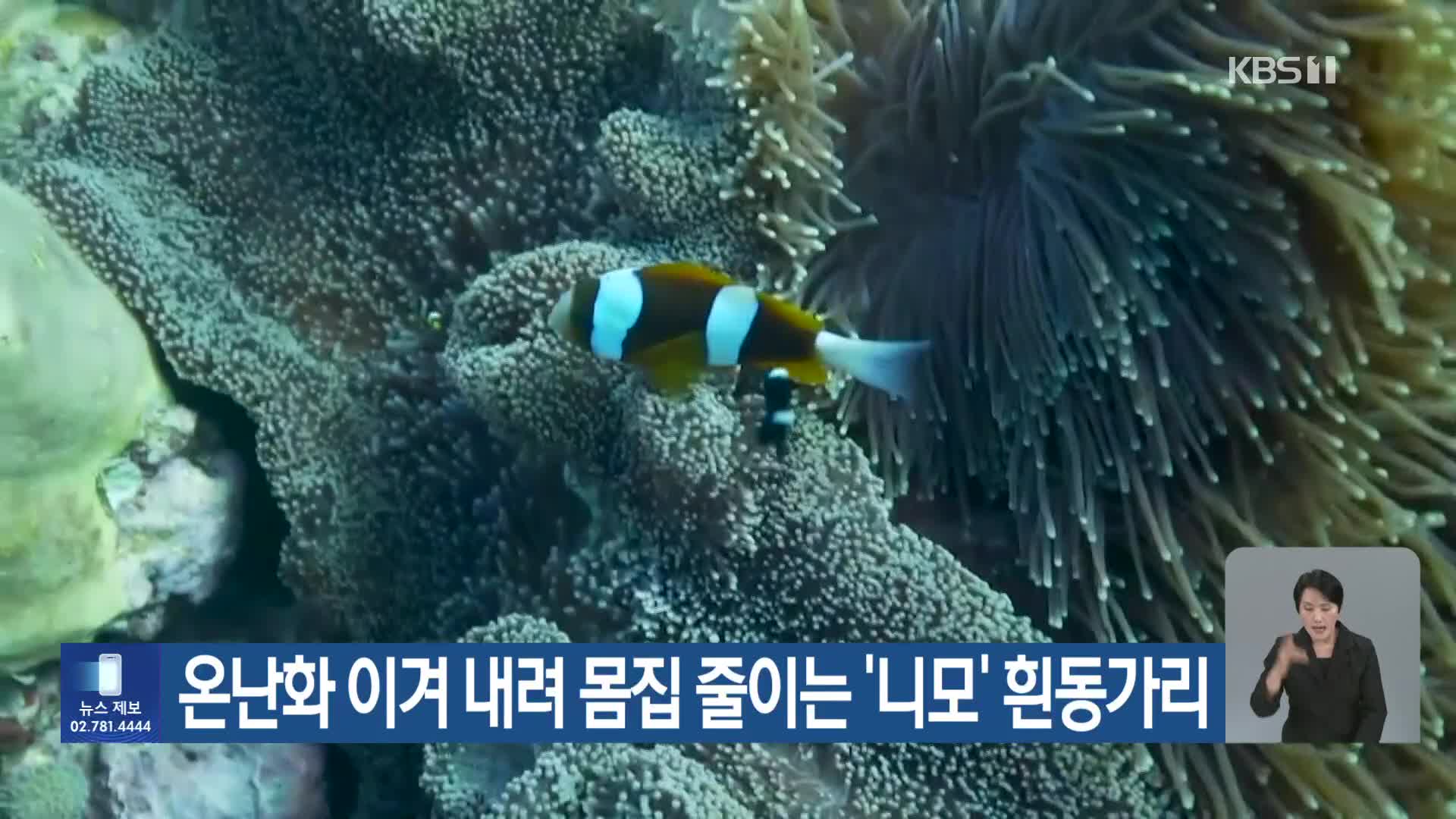 [기후는 말한다] 온난화 이겨 내려 몸집 줄이는 ‘니모’ 흰동가리