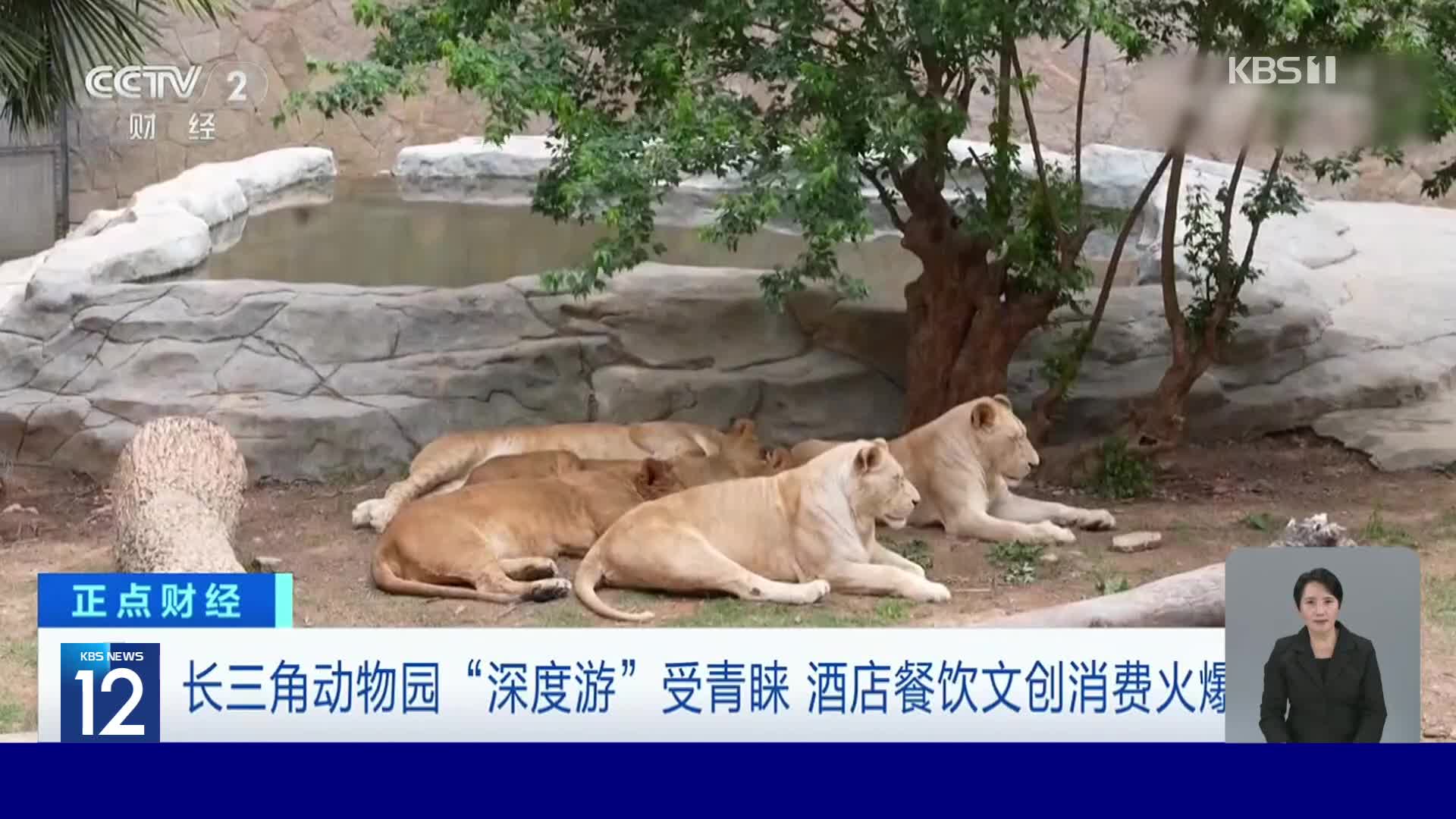 중국, 사자 보며 하룻밤…동물원 옆 호텔 인기
