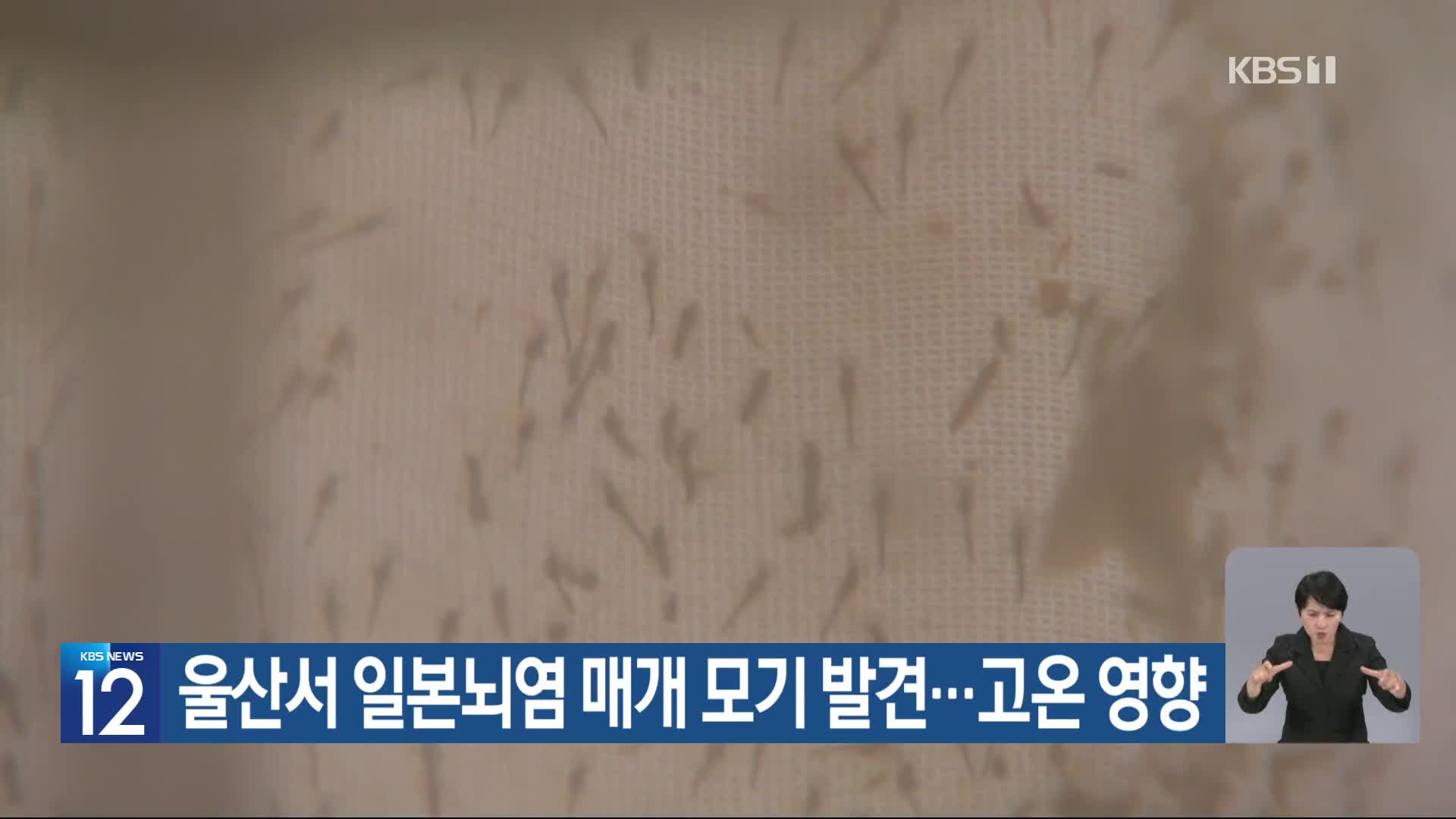 [기후는 말한다] 울산서 일본뇌염 매개 모기 발견…고온 영향