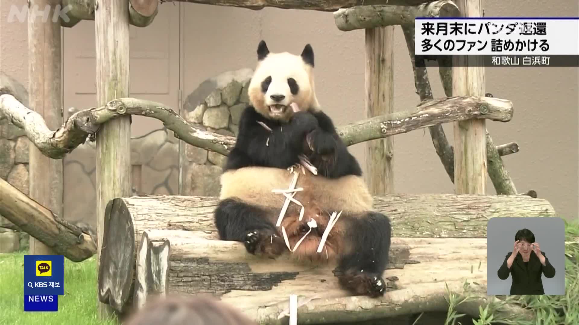 일본, 판다 4마리 반환에 ‘작별 인사’ 관광객 북적 