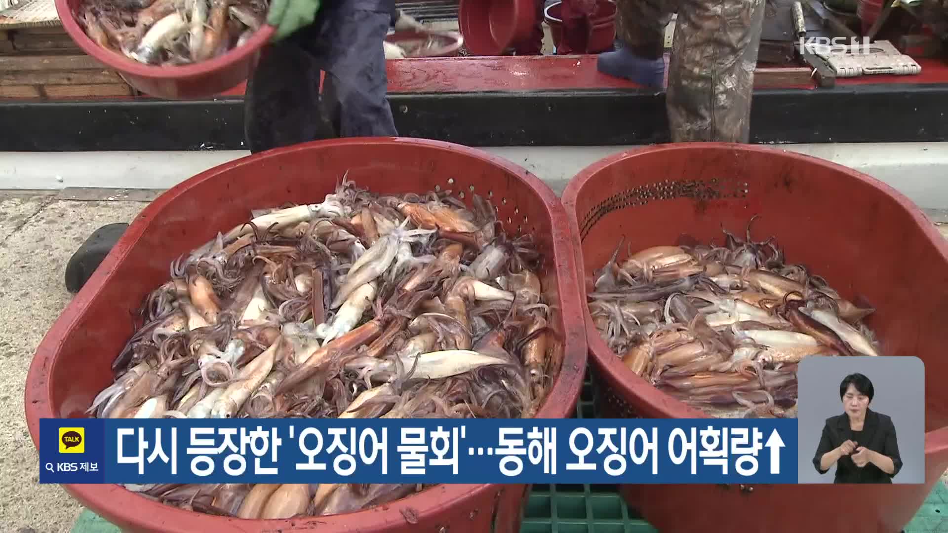 [기후는 말한다] 다시 등장한 ‘오징어 물회’…동해 오징어 어획량↑