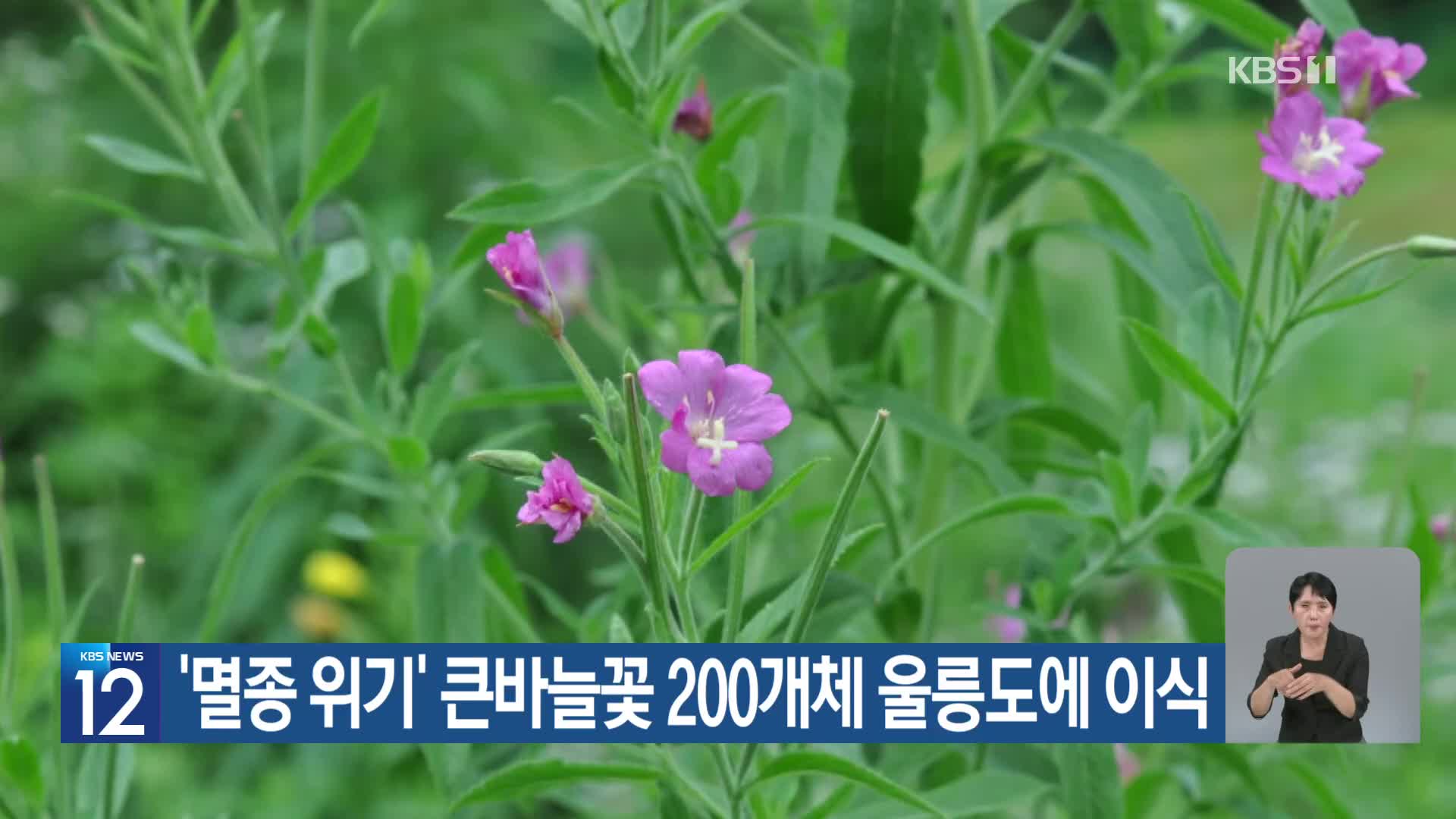 [기후는 말한다] ‘멸종 위기’ 큰바늘꽃 200개체 울릉도에 이식
