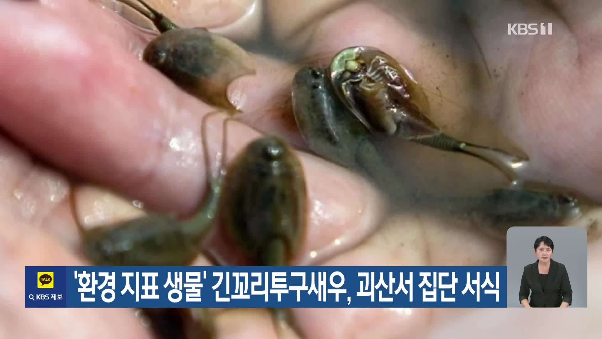 [기후는 말한다] ‘환경 지표 생물’ 긴꼬리투구새우, 괴산서 집단 서식