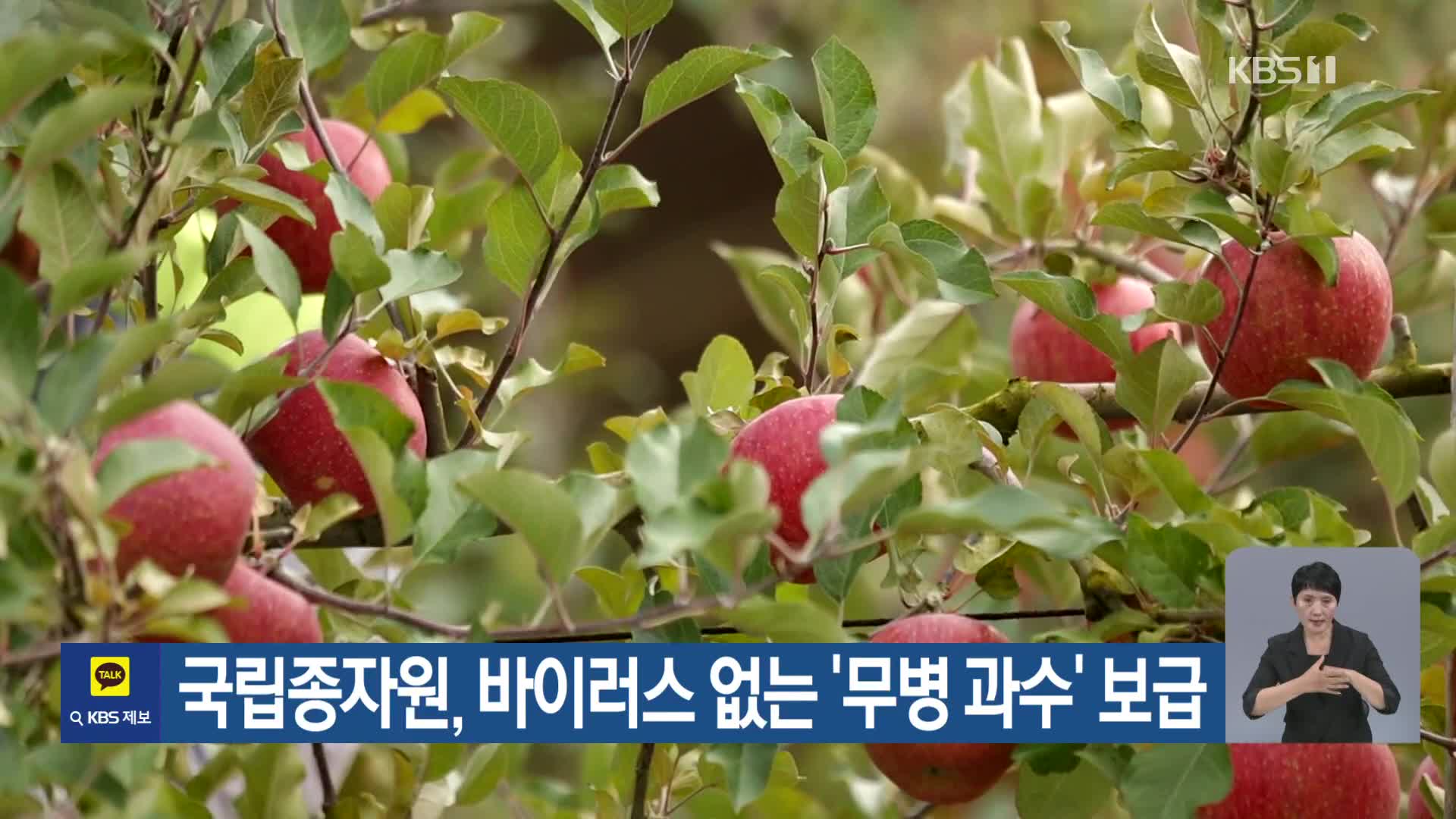 [기후는 말한다] 국립종자원, 바이러스 없는 ‘무병 과수’ 보급