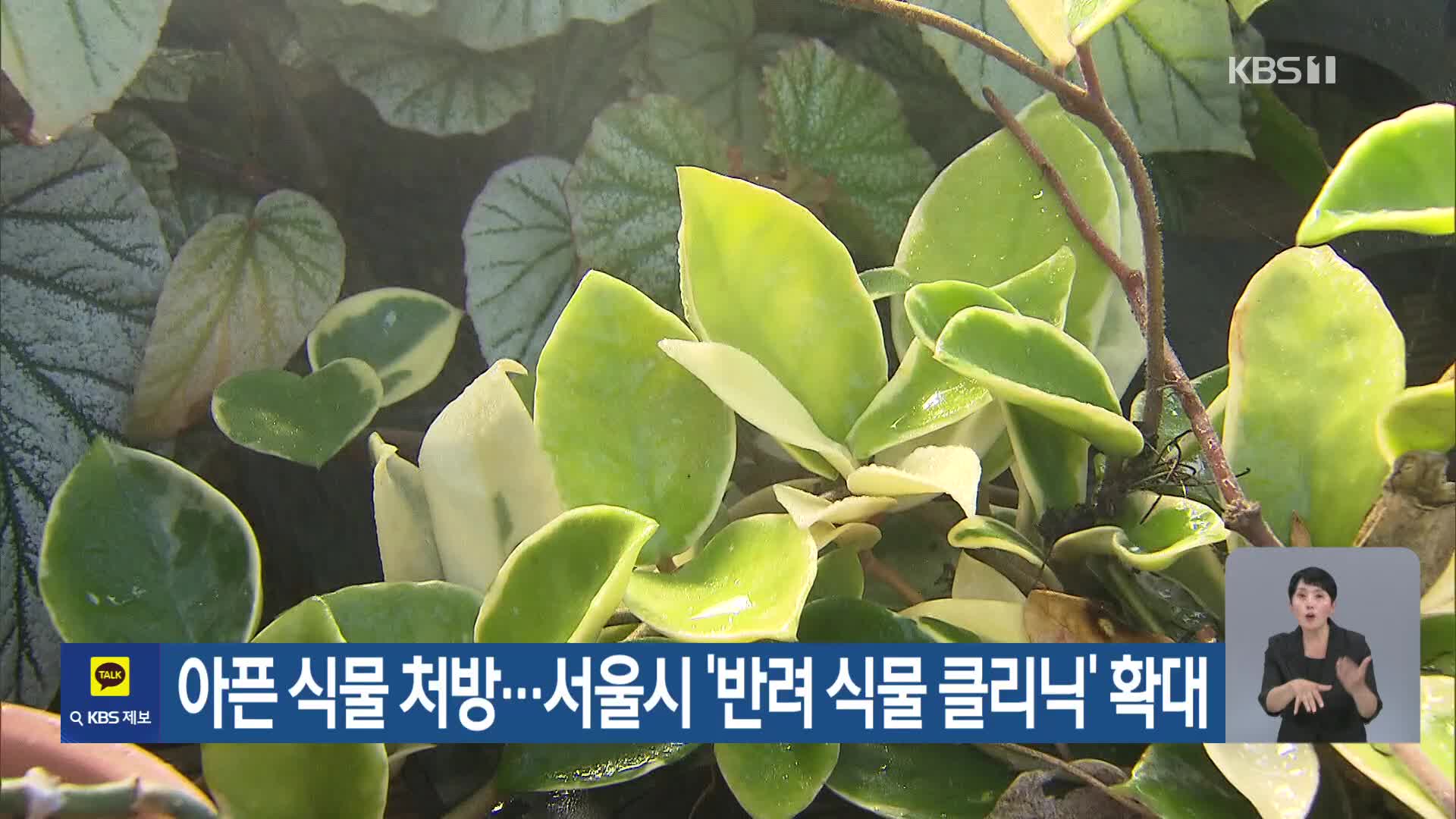 [기후는 말한다] 아픈 식물 처방…서울시 ‘반려 식물 클리닉’ 확대