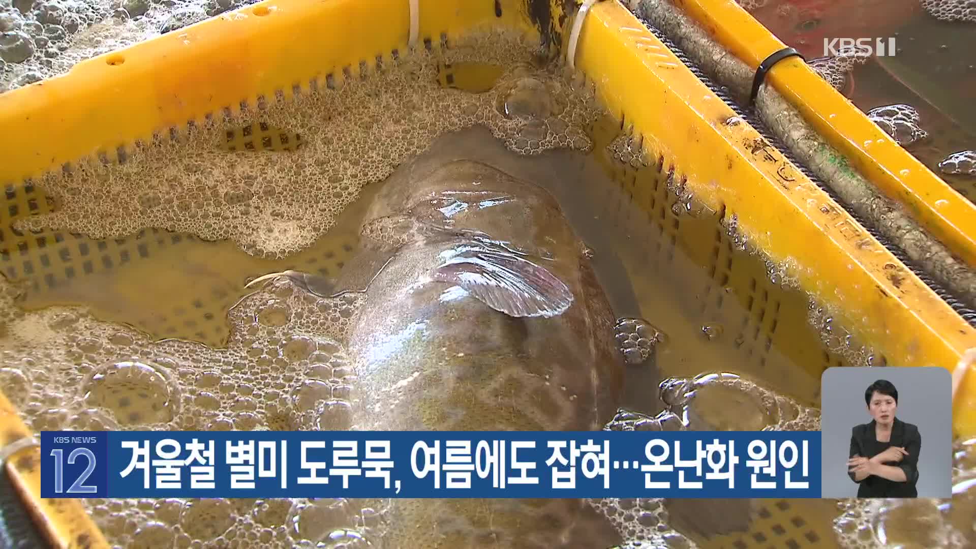 [기후는 말한다] 겨울철 별미 도루묵, 여름에도 잡혀…온난화 원인