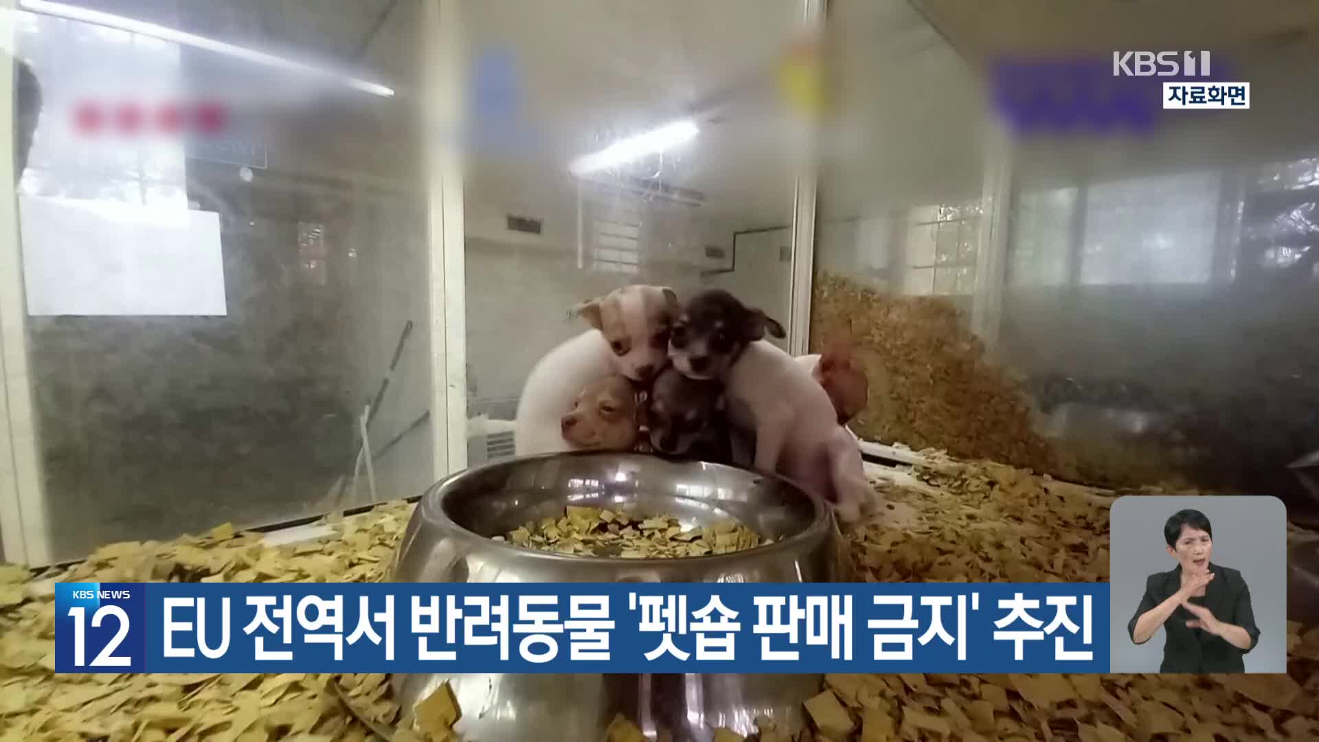 [기후는 말한다] EU 전역서 반려동물 ‘펫숍 판매 금지’ 추진