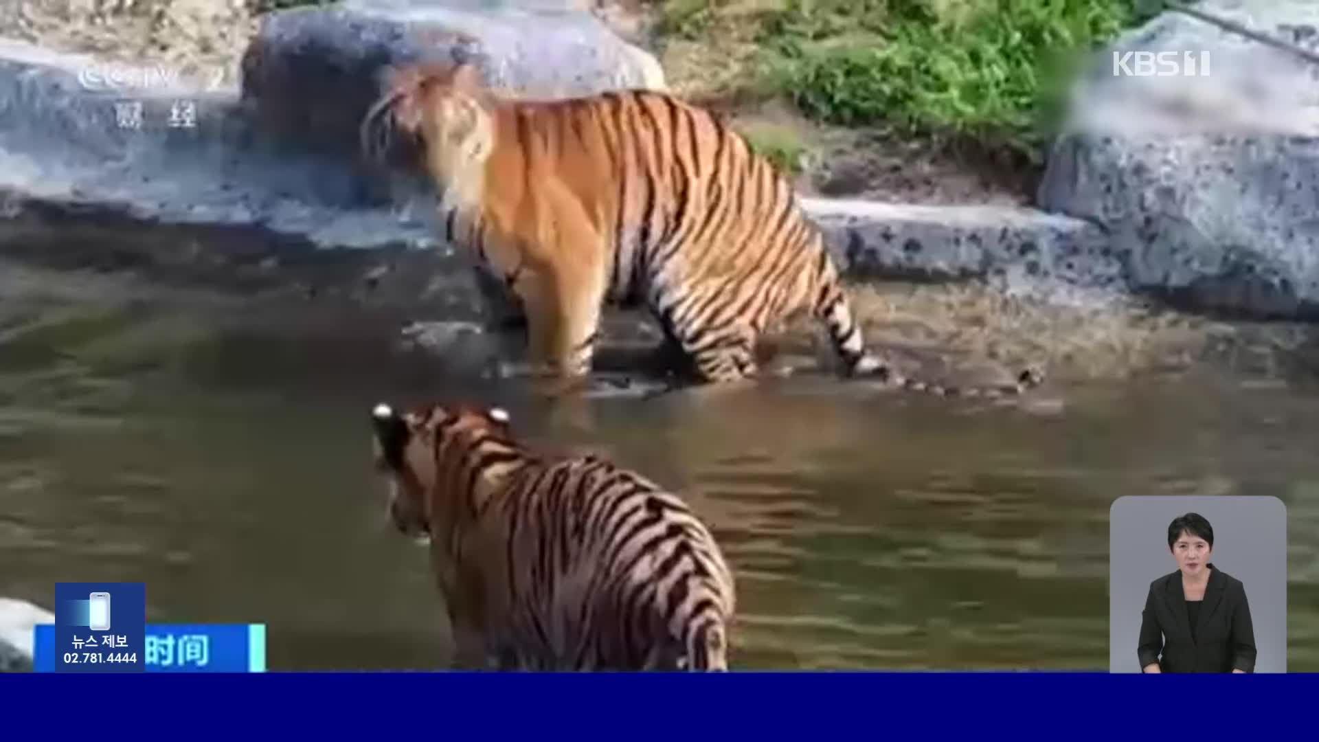 남중국호랑이 야생 복귀 위한 첫 훈련 시작