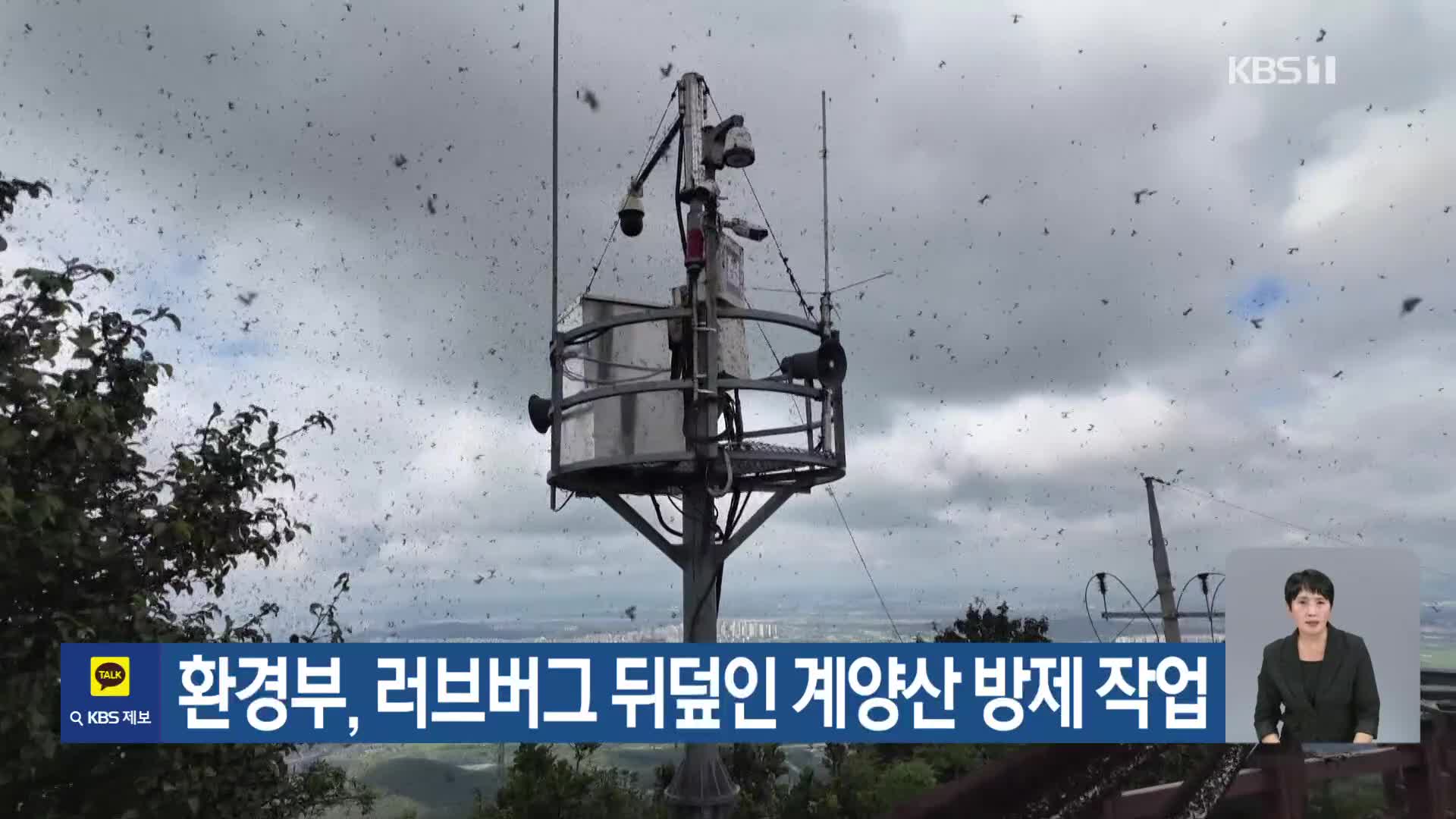 [기후는 말한다] 환경부, 러브버그 뒤덮인 계양산 방제 작업