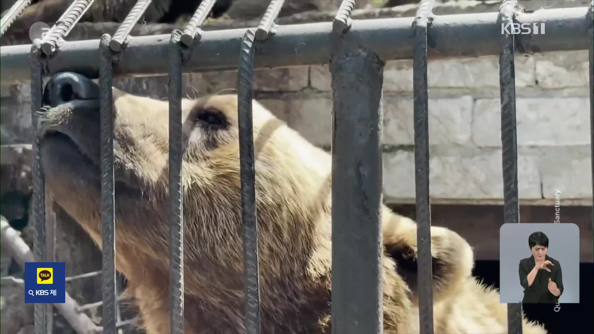 철창에 갇힌 곰 형제, 영국 보호구역으로 이송
