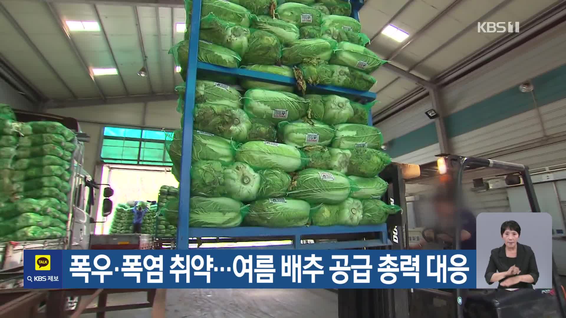 [기후는 말한다] 폭우·폭염 취약…여름 배추 공급 총력 대응