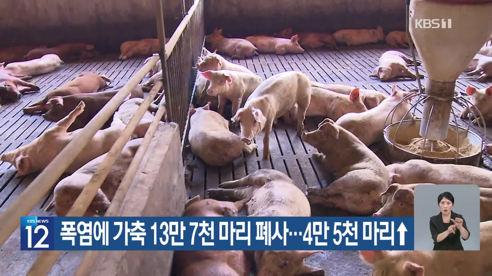 [기후는 말한다] 폭염에 가축 13만 7천 마리 폐사…4만 5천 마리↑