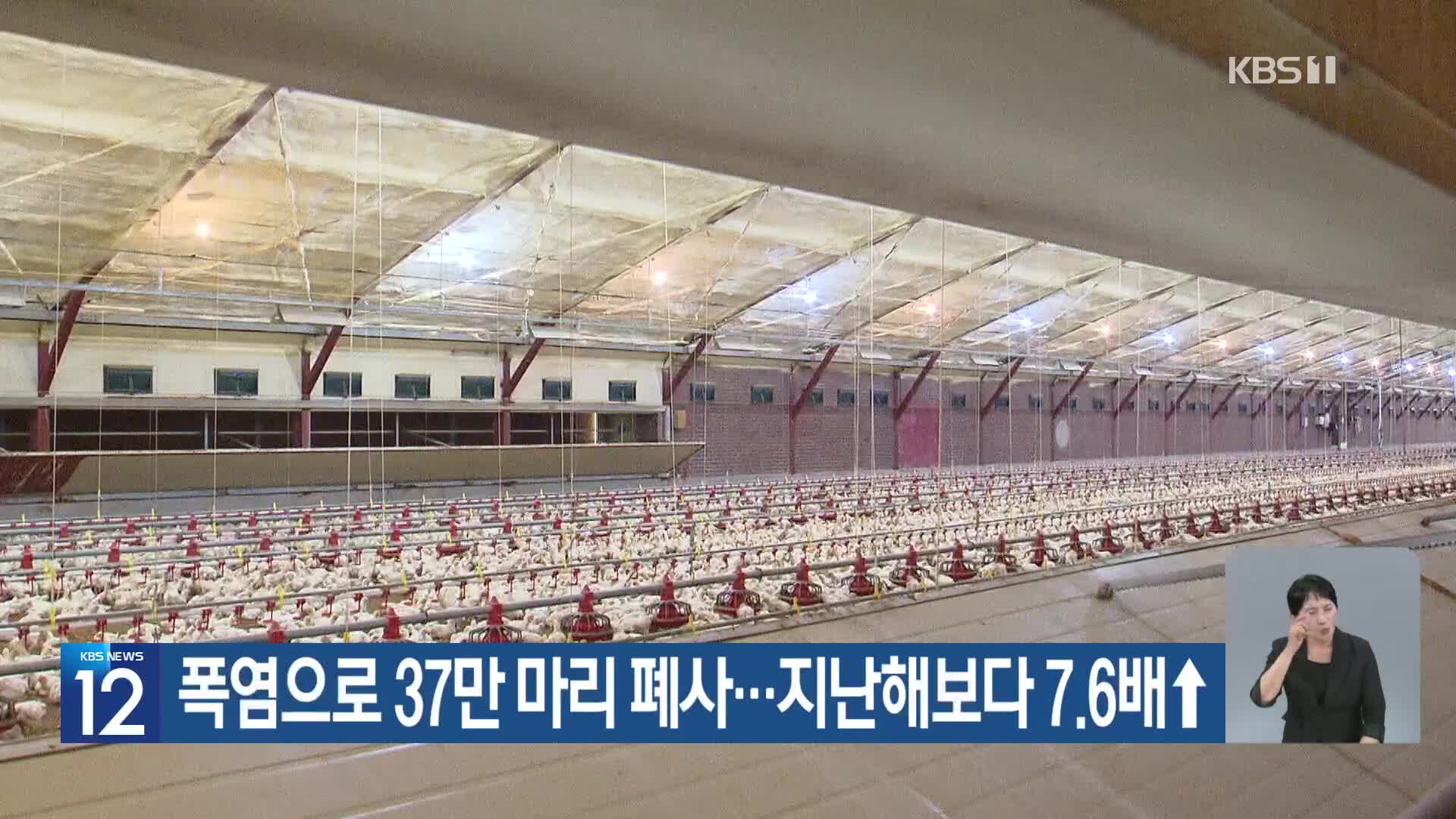 [기후는 말한다] 폭염으로 37만 마리 폐사…지난해보다 7.6배↑