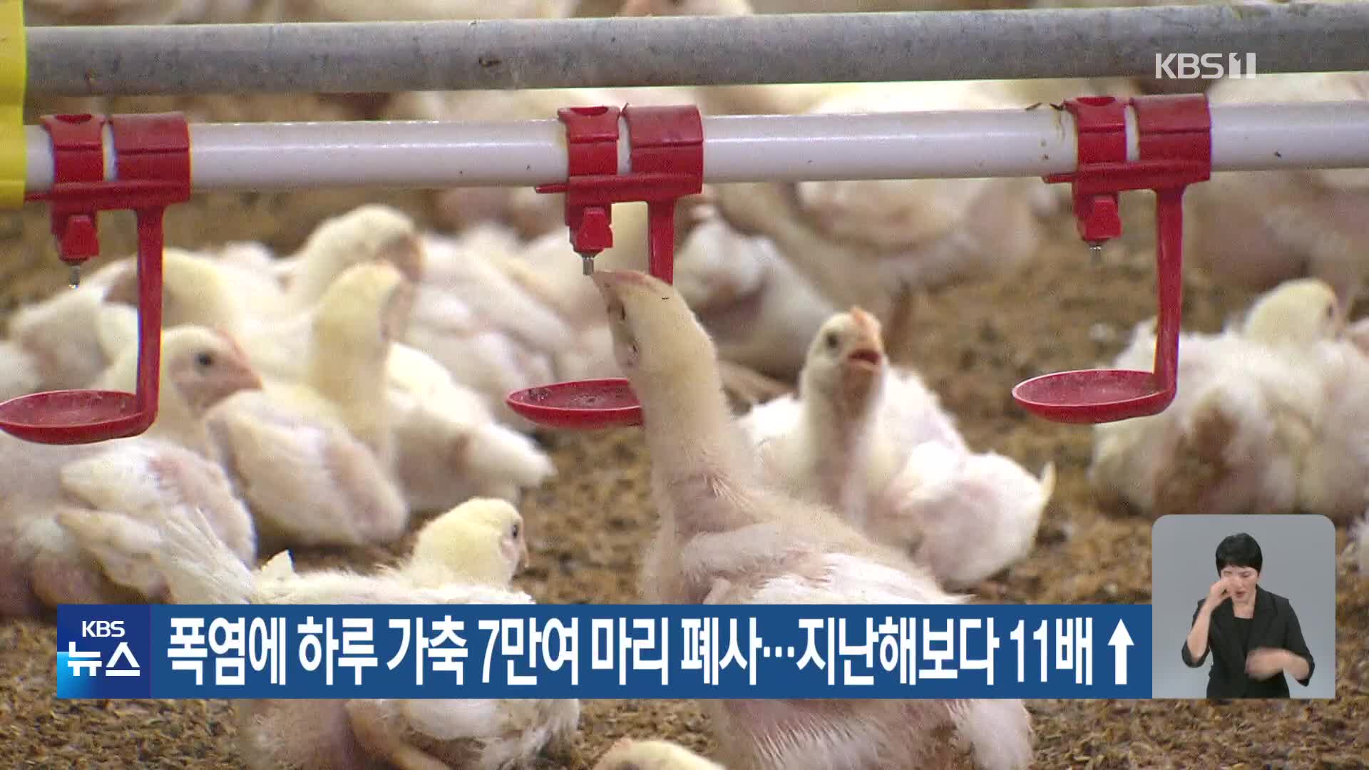 폭염에 하루 가축 7만여 마리 폐사…지난해보다 11배↑