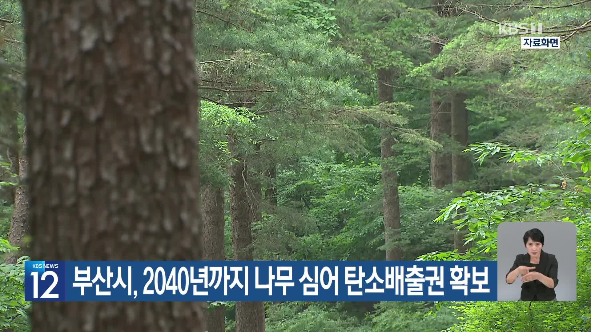 [기후는 말한다] 부산시, 2040년까지 나무 심어 탄소배출권 확보